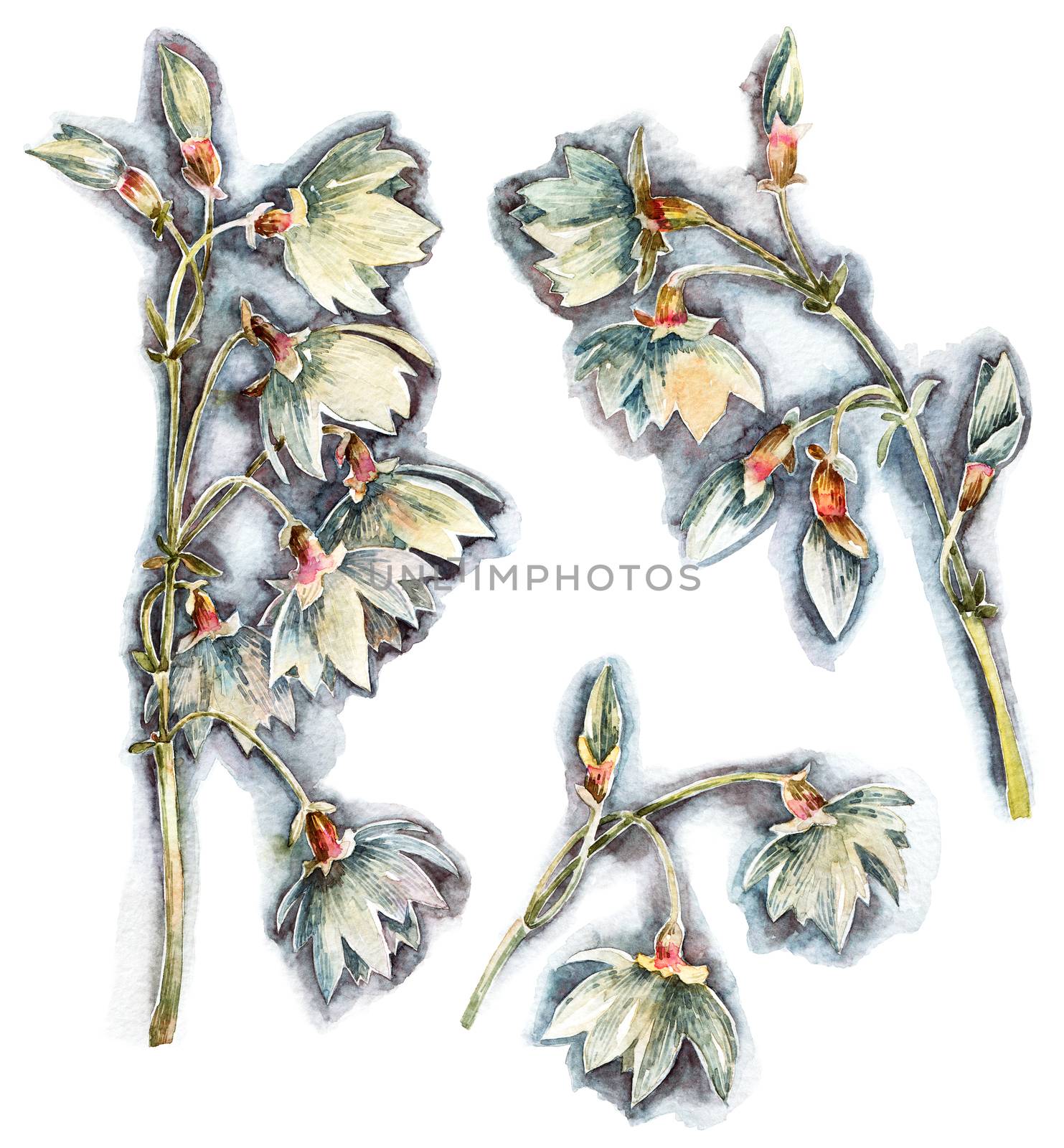 Watercolor illustration of bell flowers. Artistic painting.