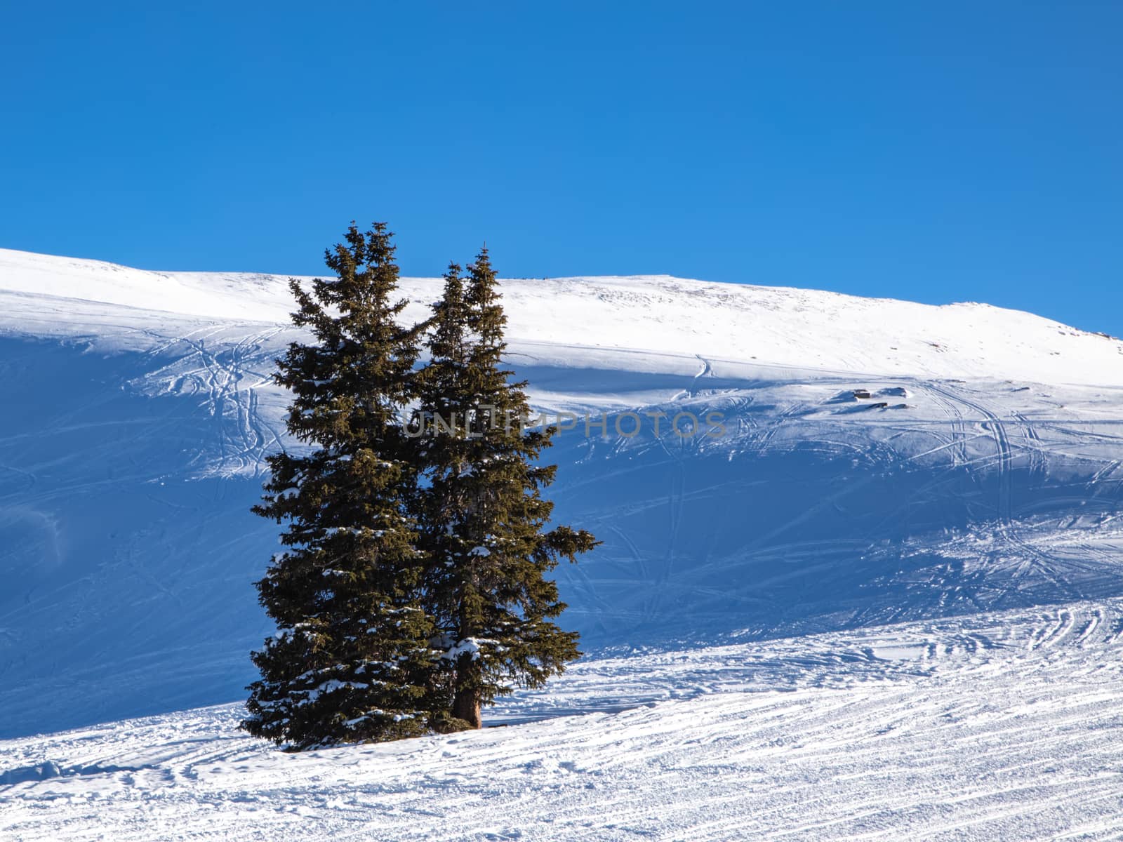 Two full grown pine trees sit alone on the hill of the Rocky Mountains in Colorado.