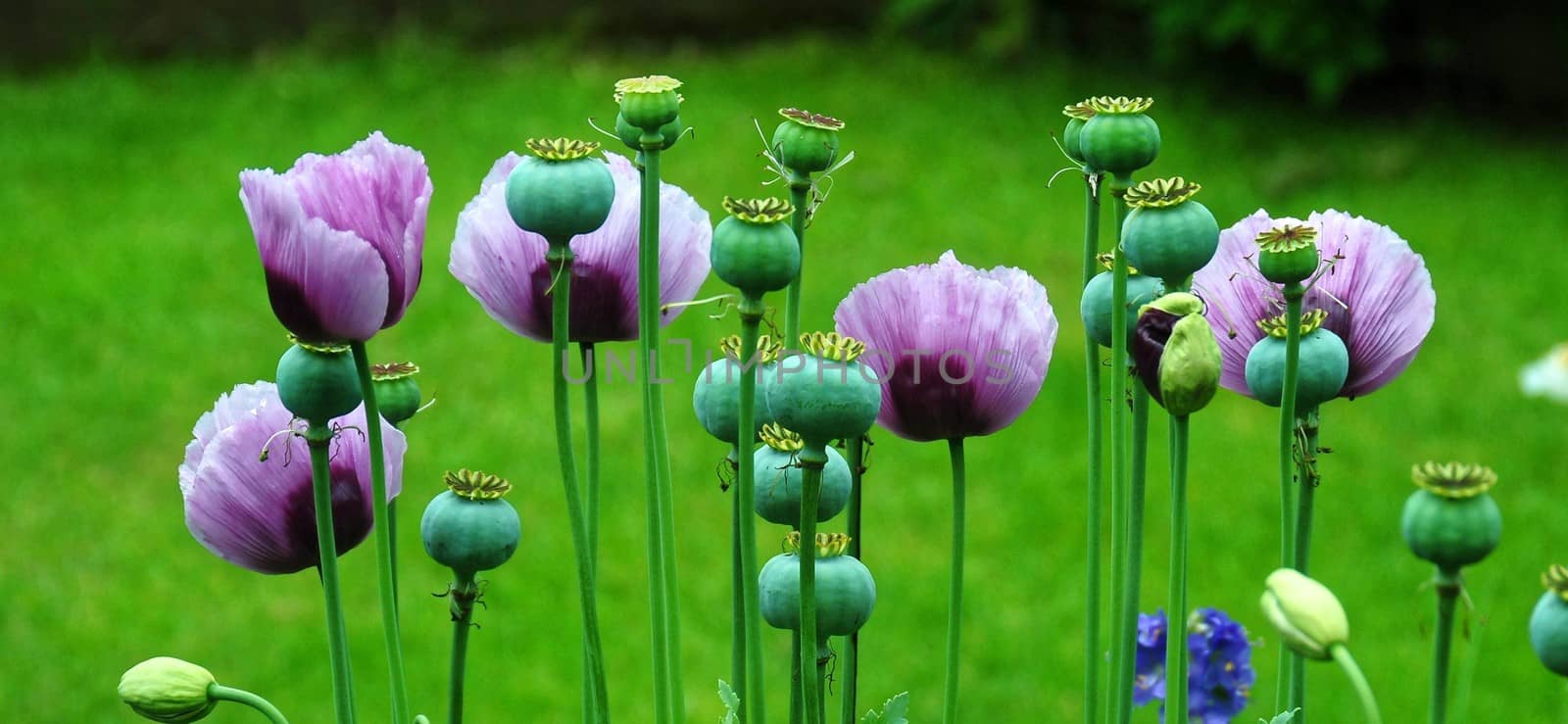 Poppy flowers in a Cottage garden. by george_stevenson