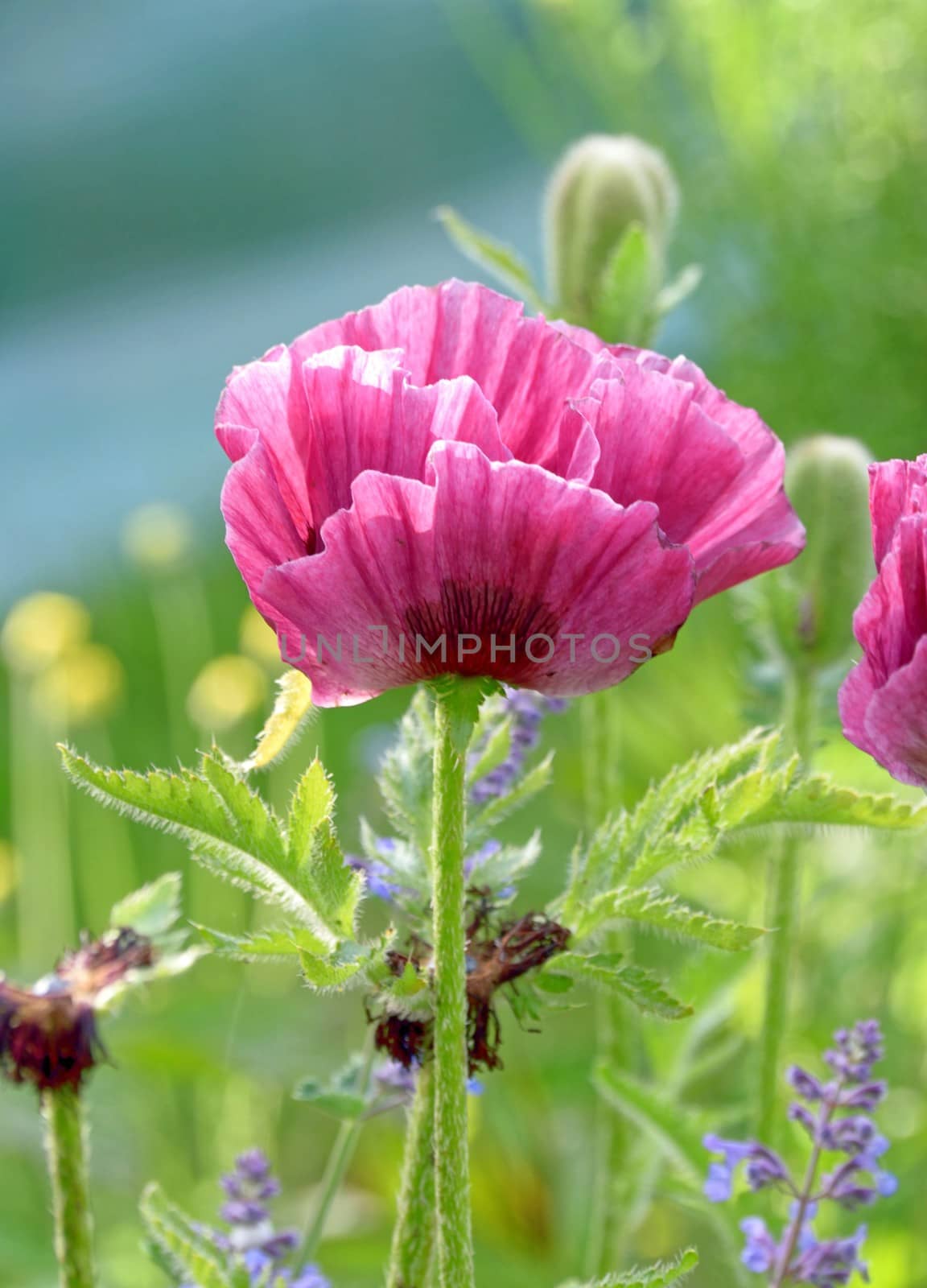 Poppy flowers in a Cottage garden. by george_stevenson