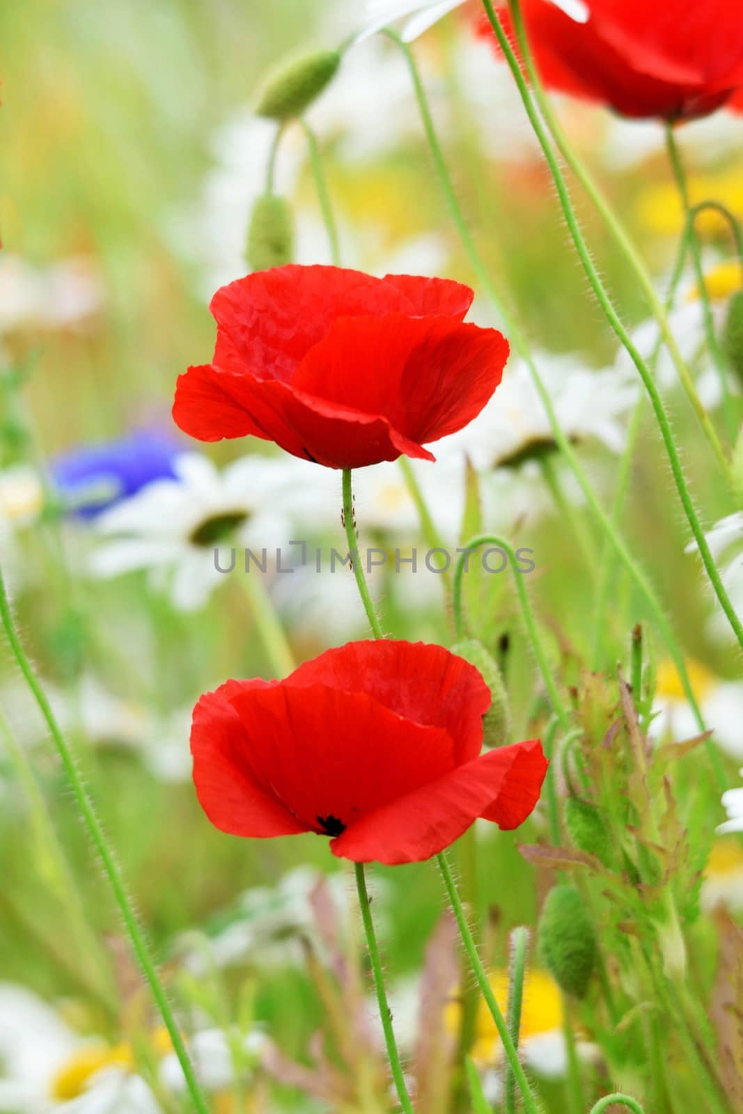 Beautiful and vibrantly colorful Flower Portraits and interesting and unusual gardens.