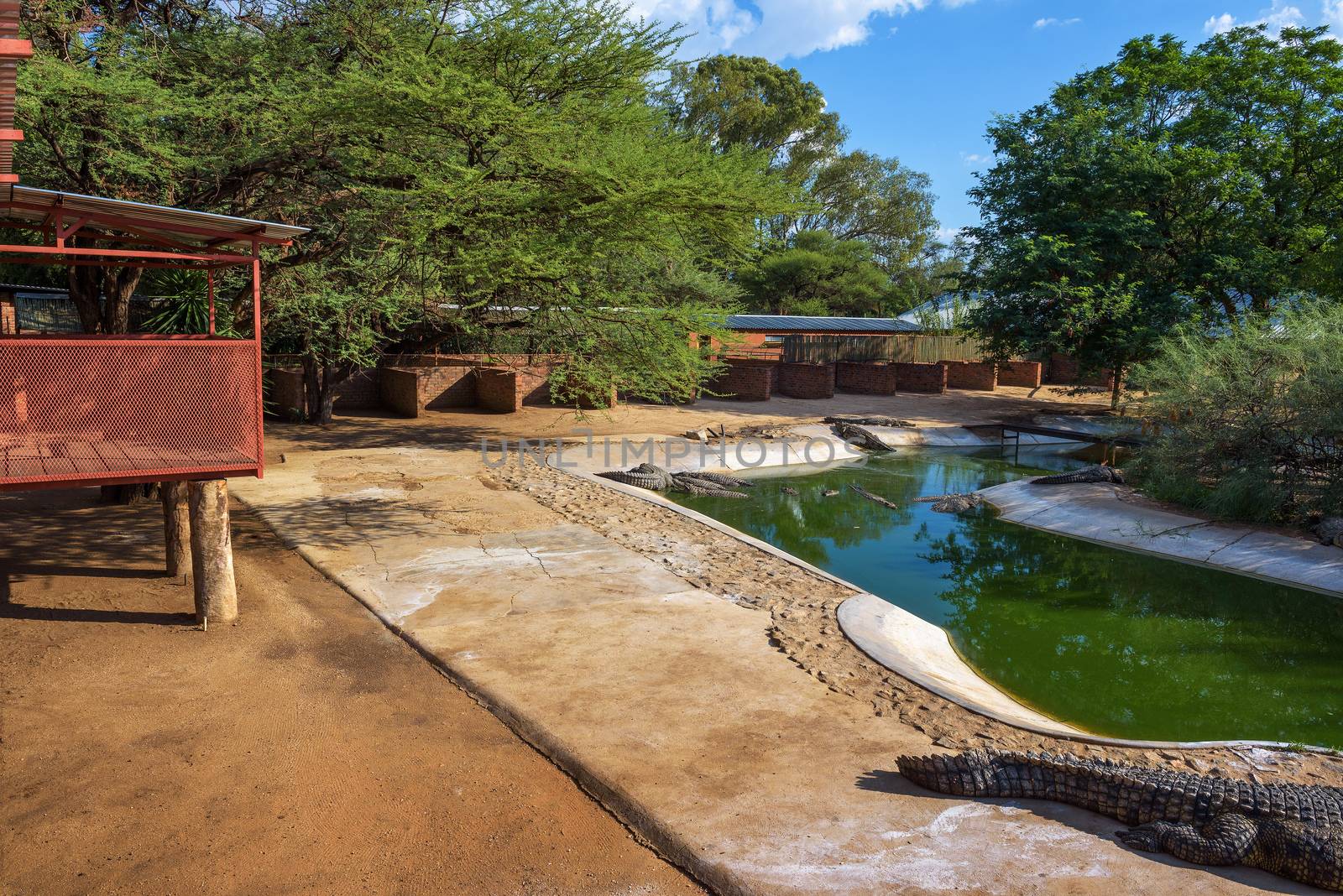 Otjiwarongo, Namibia - April 4, 2019 : Crocodiles relaxing in an artificial lake at the Crocodile Farm in Namibia.