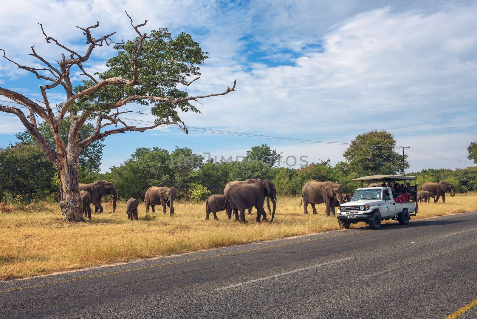 Kasane, Botswana - April 8, 2019 : Herd of elephants crossing the road around a safari car with tourists in Chobe National Park