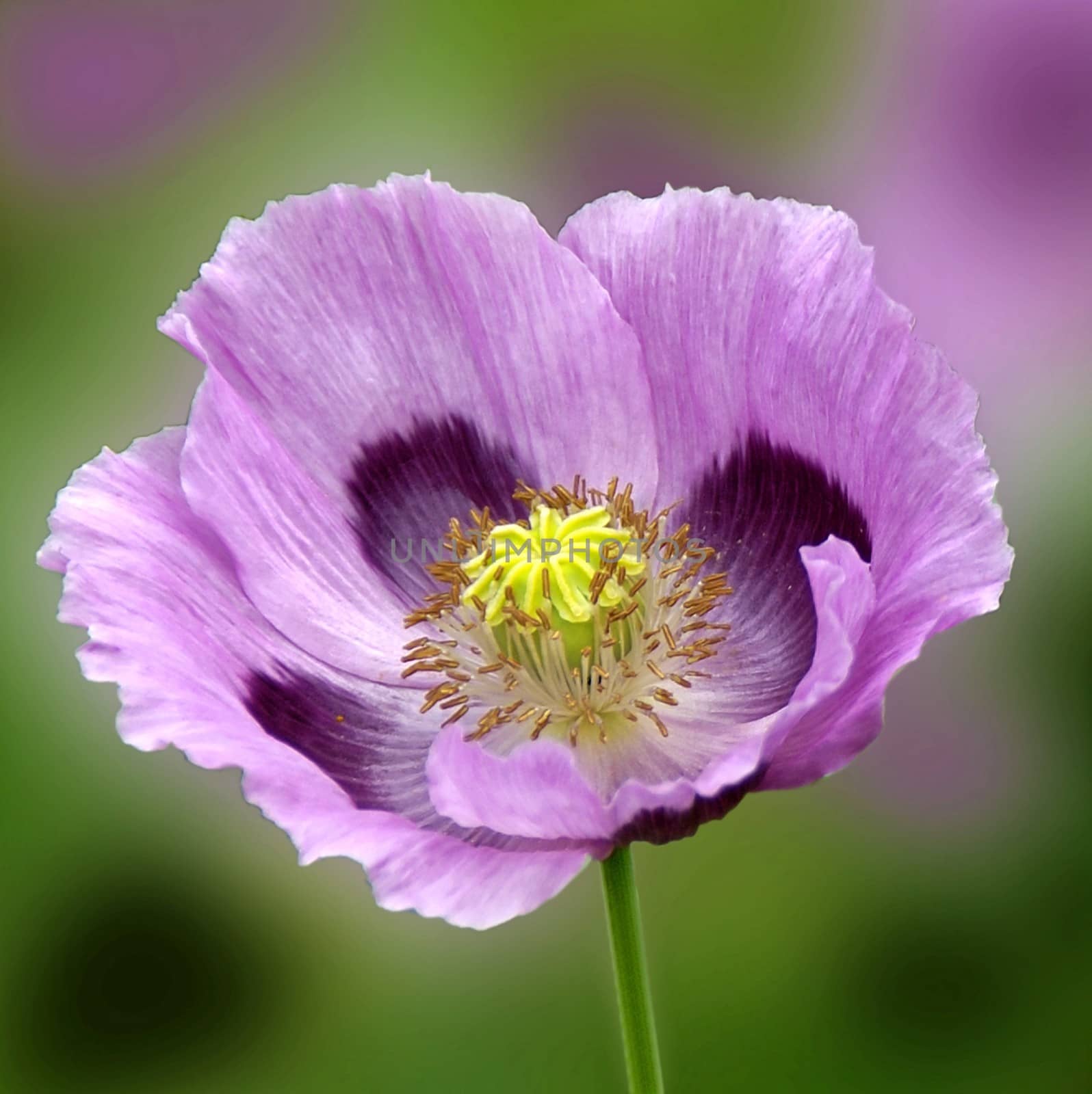 Beautiful and vibrantly colorful Flower Portraits and interesting and unusual gardens.