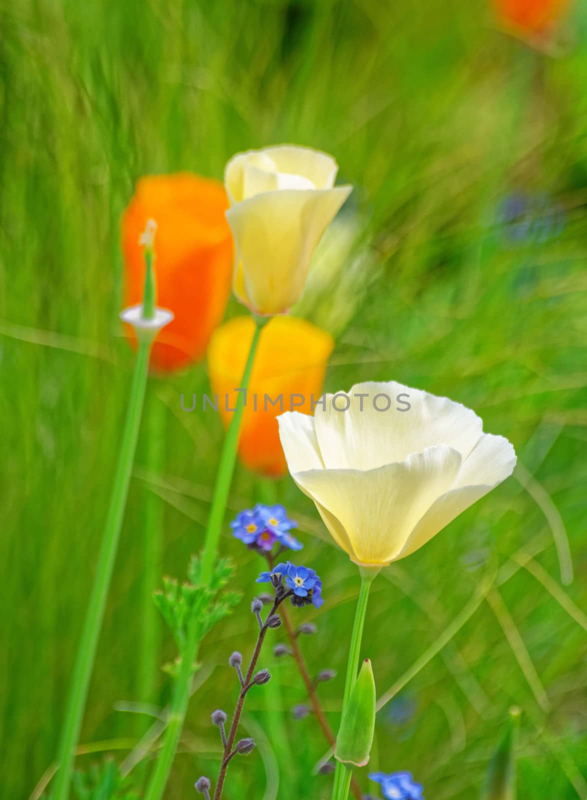 Poppy flowers in a Cottage garden. by george_stevenson