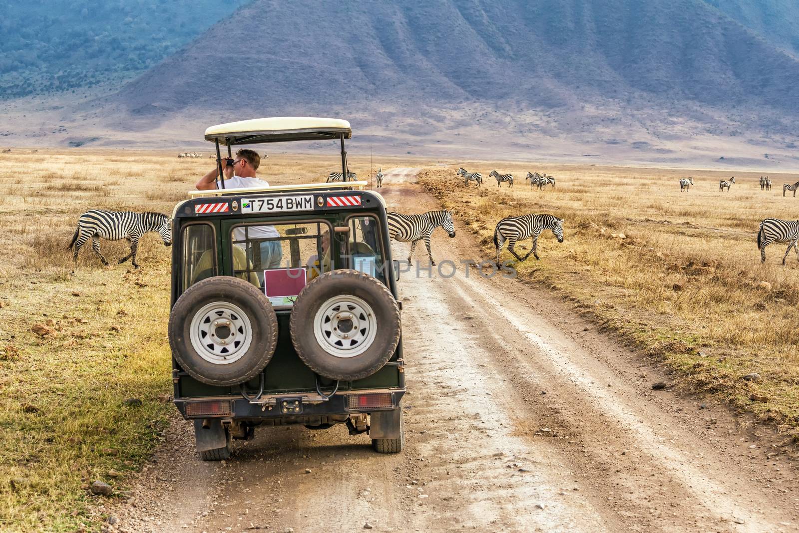 NGORONGORO, TANZANIA - OCTOBER 21, 2014 : Tourists watching zebras from a safari car in Ngorongoro conservation area. Ngorongoro Crater is a large volcanic caldera and a wildlife reserve.