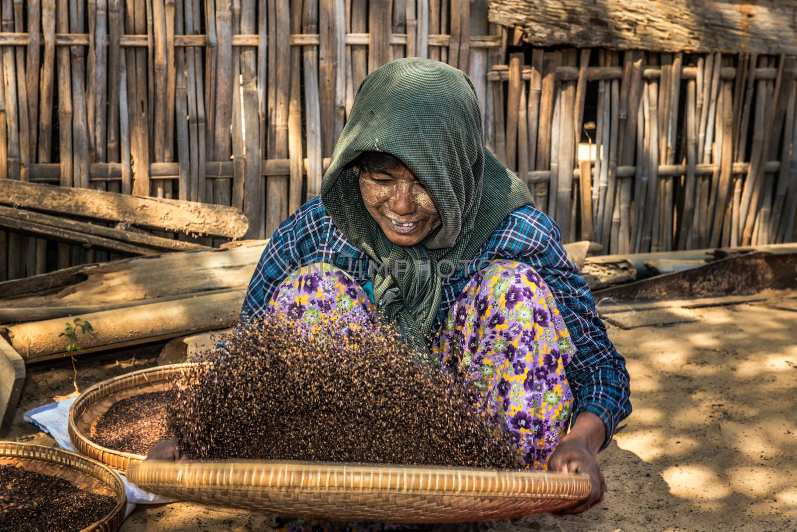Burmese farmer woman threshes corn by nickfox