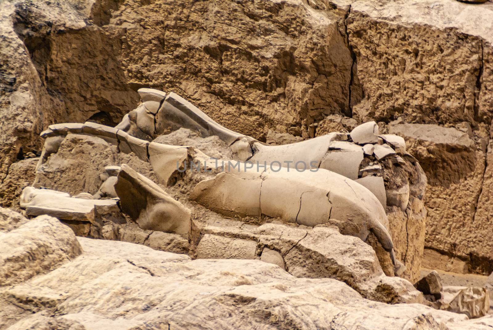 2 broken horses being excavated at Terracotta Army excavation ha by Claudine