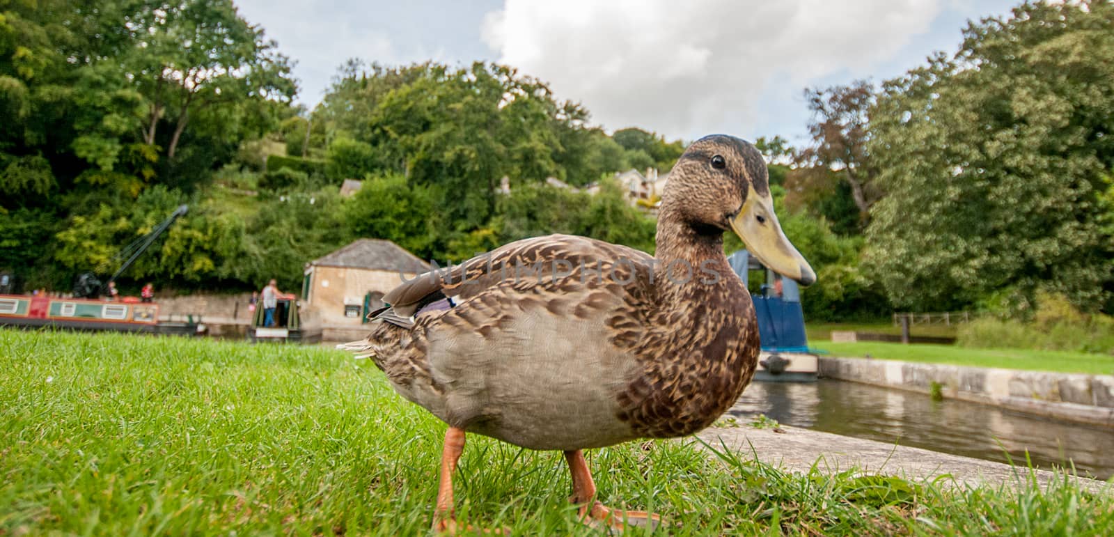 close up of a duck at side of canal by sirspread