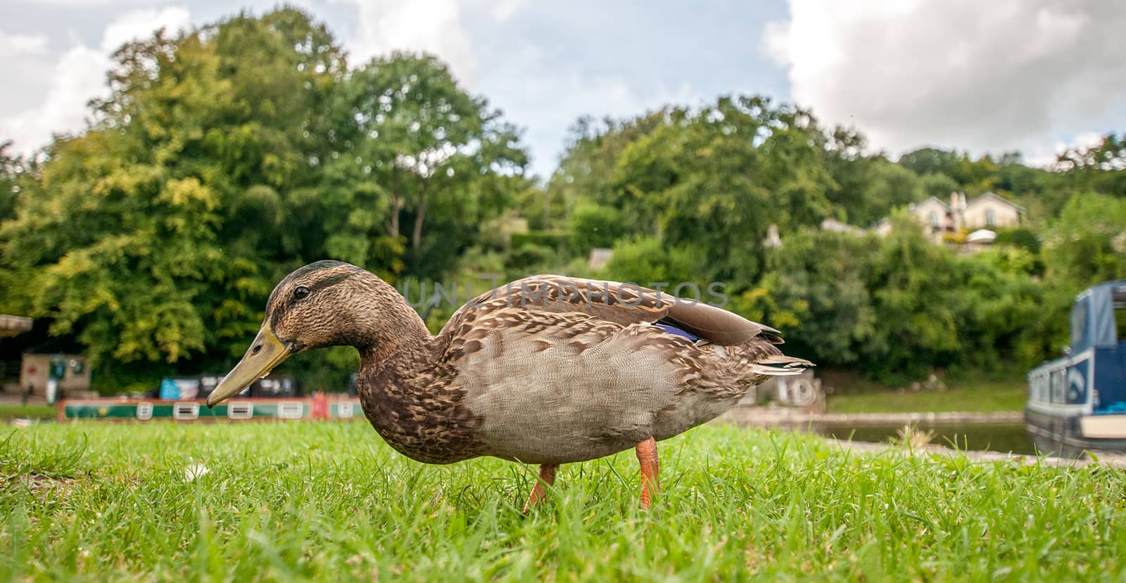 wide angle of a duck