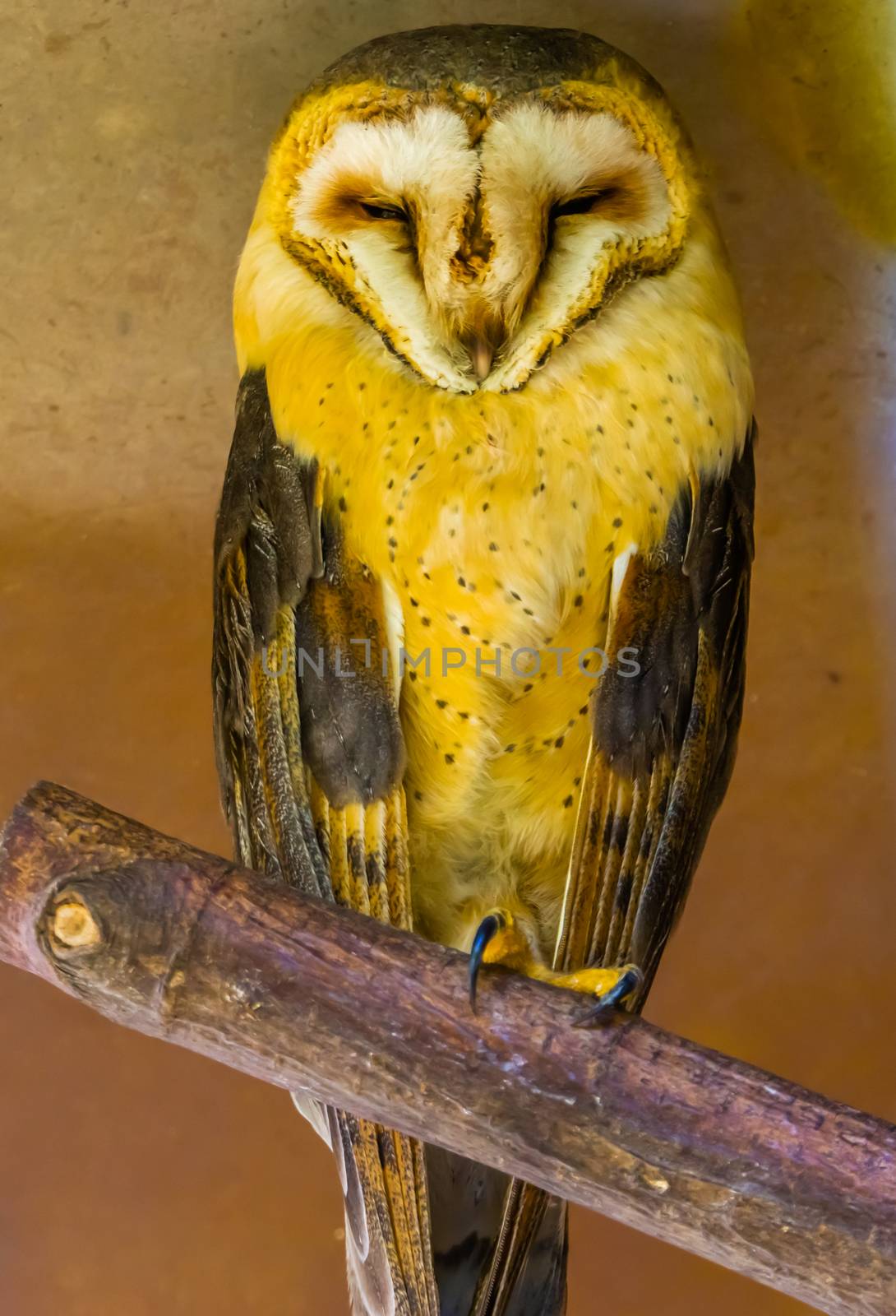 beautiful portrait of a common barn owl, bird specie from the Netherlands by charlottebleijenberg
