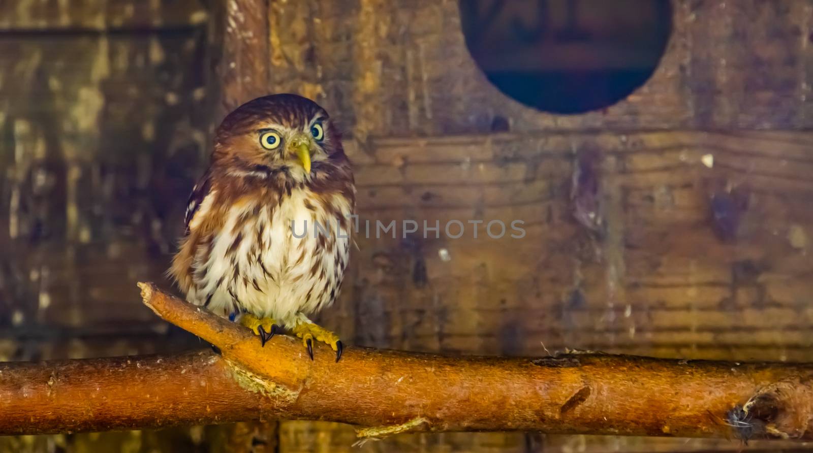 closeup portrait of a boreal owl, Bird specie from europe by charlottebleijenberg