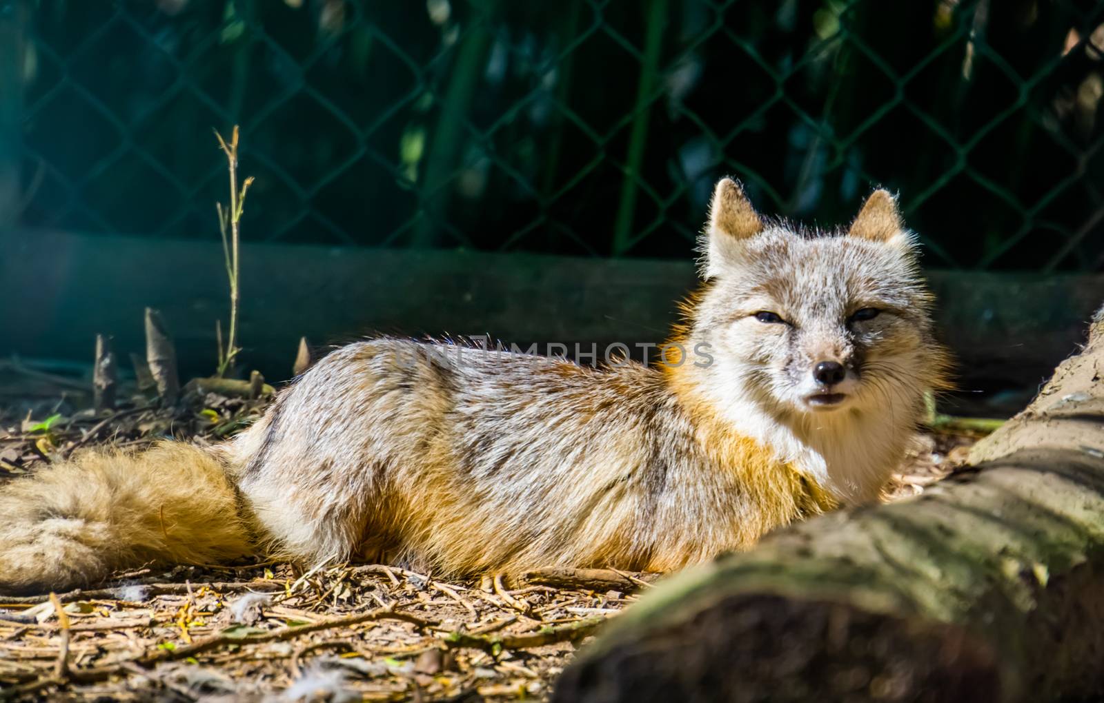 closeup of a corsac fox resting on the ground, tropical fox specie from Asia