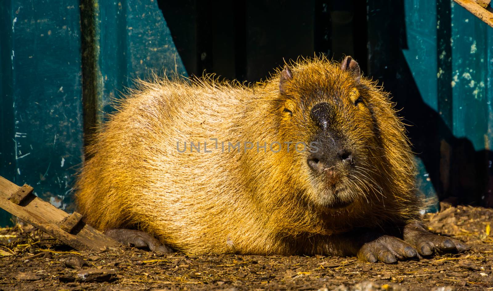 closeup portrait of a capybara, worlds largest rodent specie, tropical cavy from South America by charlottebleijenberg