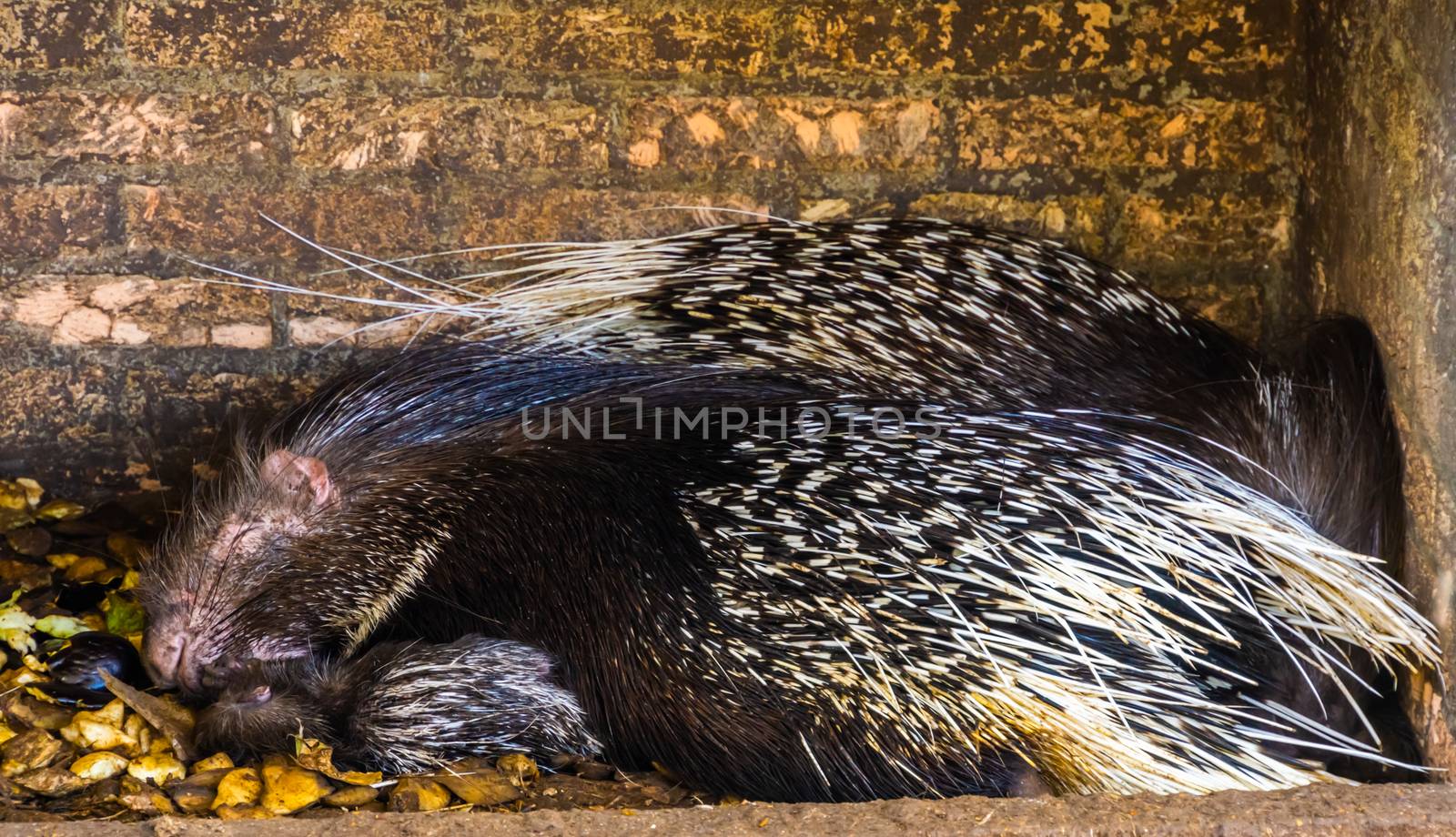 crested porcupine couple sleeping together, tropical rodent specie from Africa by charlottebleijenberg