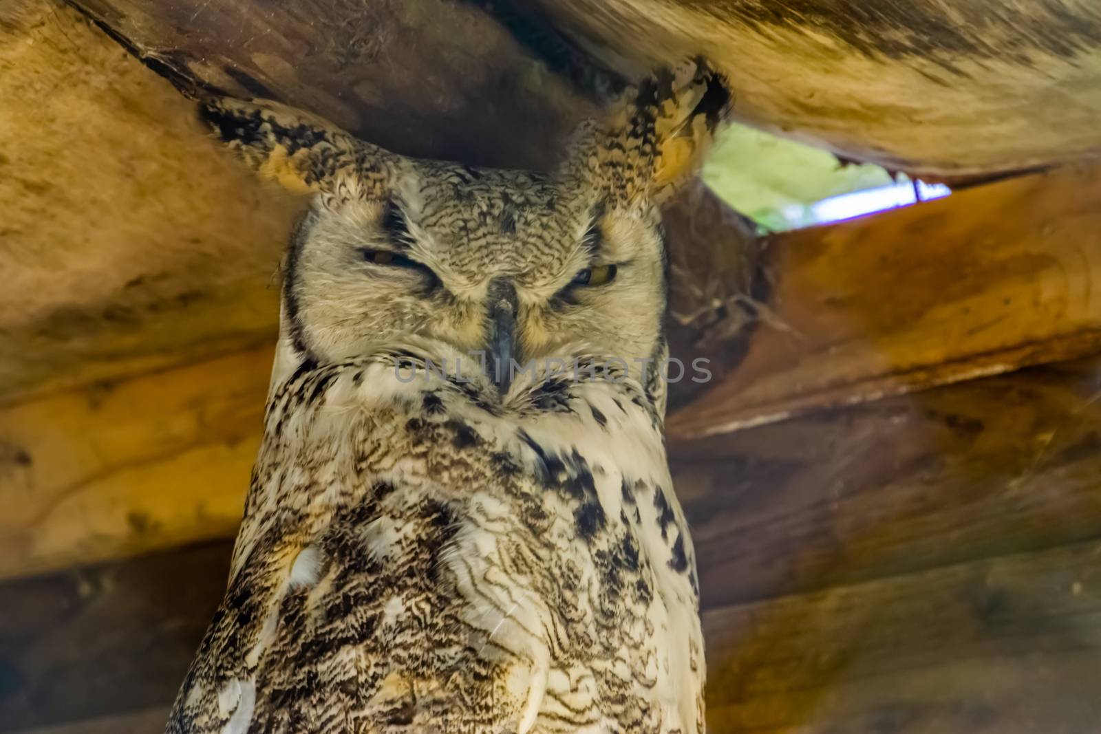 closeup portrait of great horned owl, bird specie from canada and america