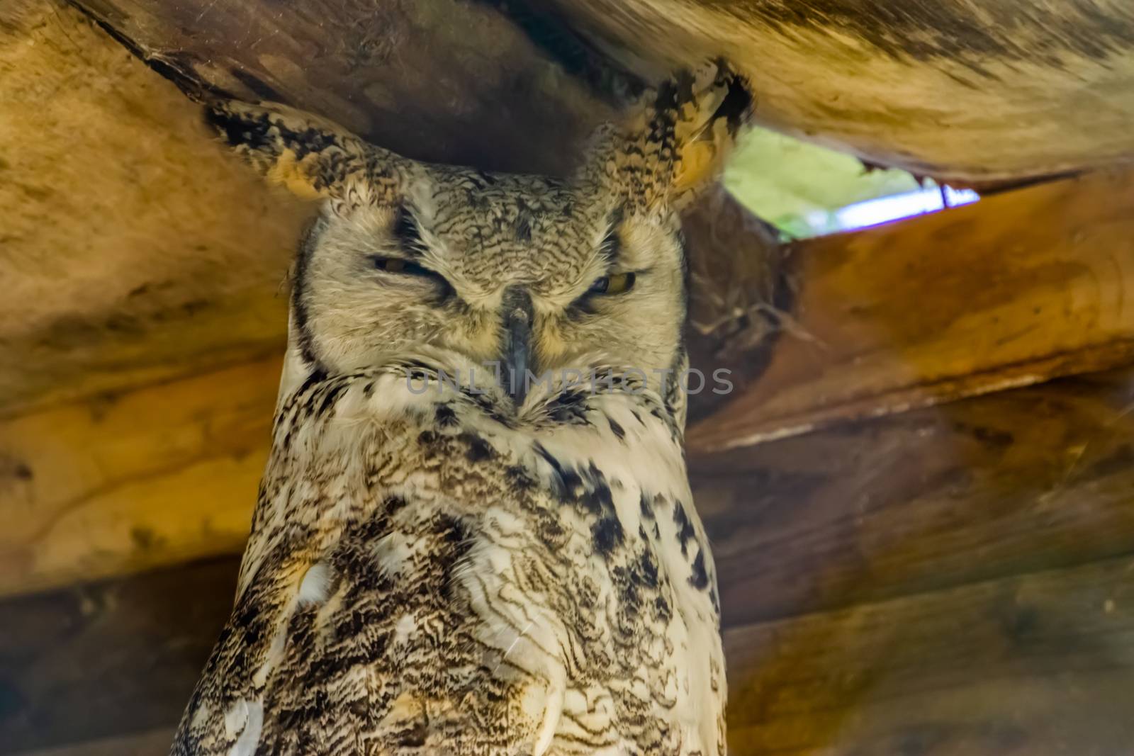 closeup portrait of great horned owl, bird specie from canada and america by charlottebleijenberg