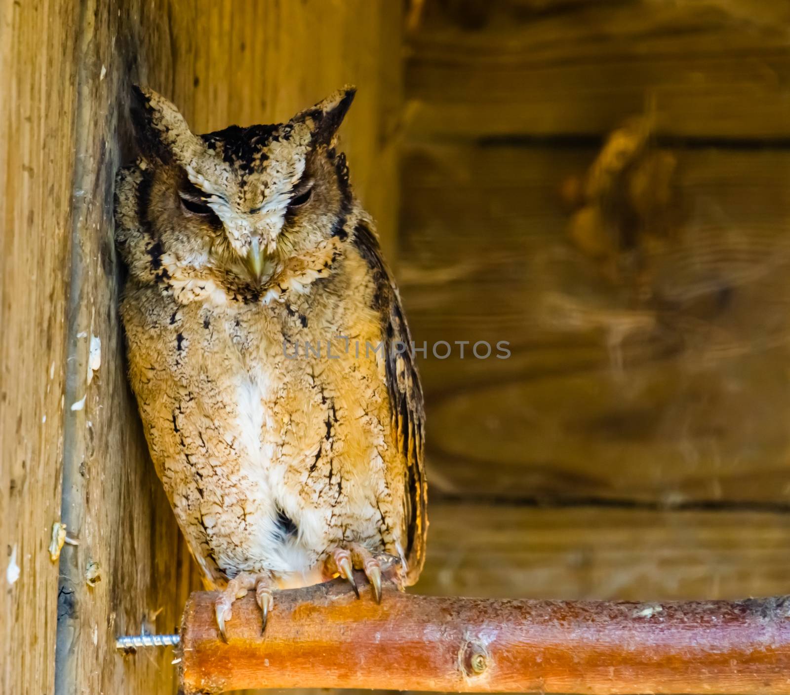 closeup portrait of a indian scops owl, tropical bird specie from south Asia by charlottebleijenberg