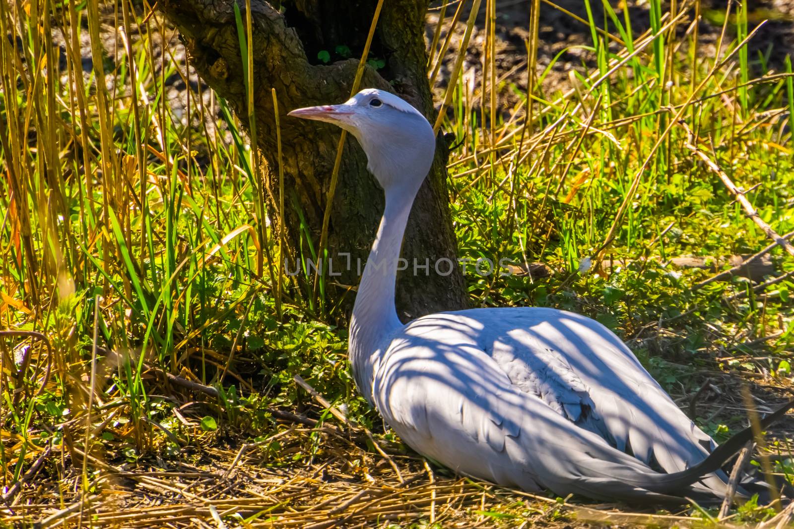 portrait of a blue paradise crane sitting on the ground, Vulnerable bird specie from Africa by charlottebleijenberg