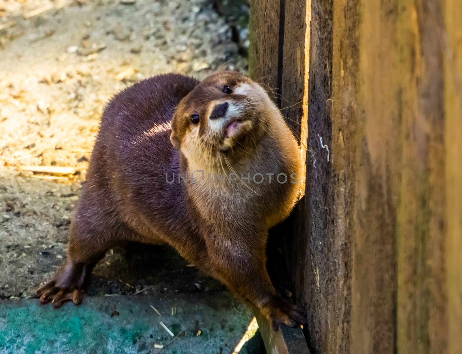 cute closeup portrait of a small asian otter, tropical animal specie from Asia