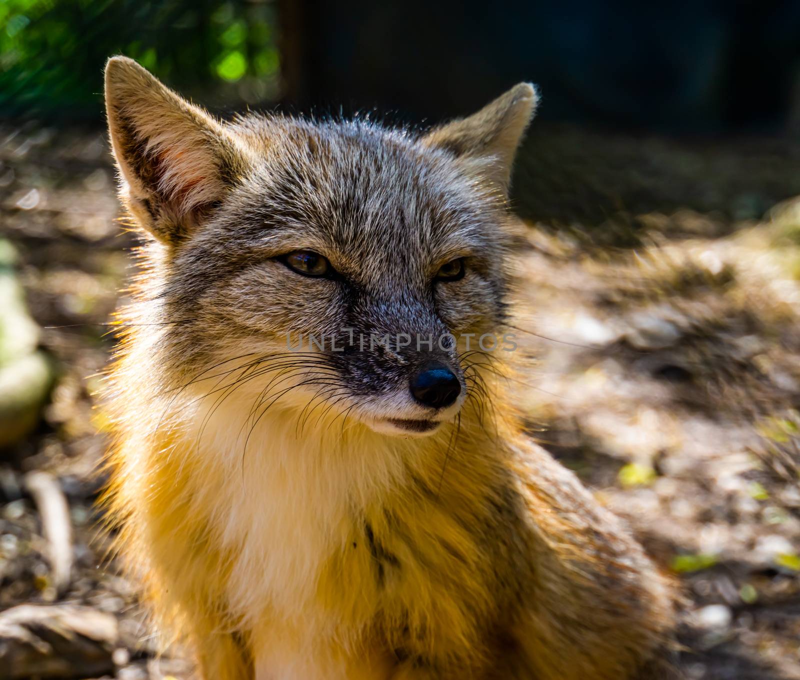 corsac fox with its face in closeup, tropical wild dog specie from Asia by charlottebleijenberg