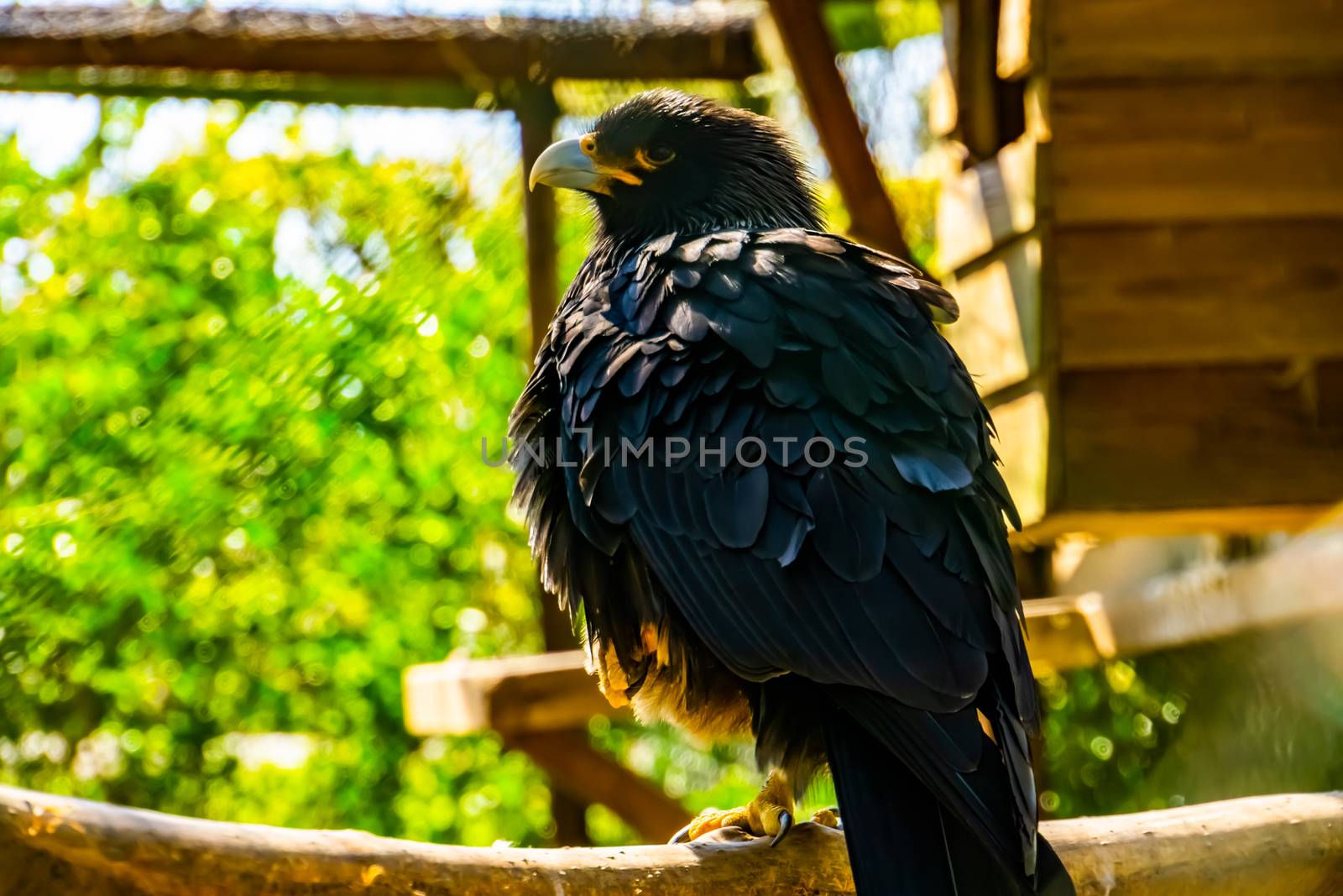 closeup portrait of a bay winged hawk from the back, tropical bird specie from America by charlottebleijenberg