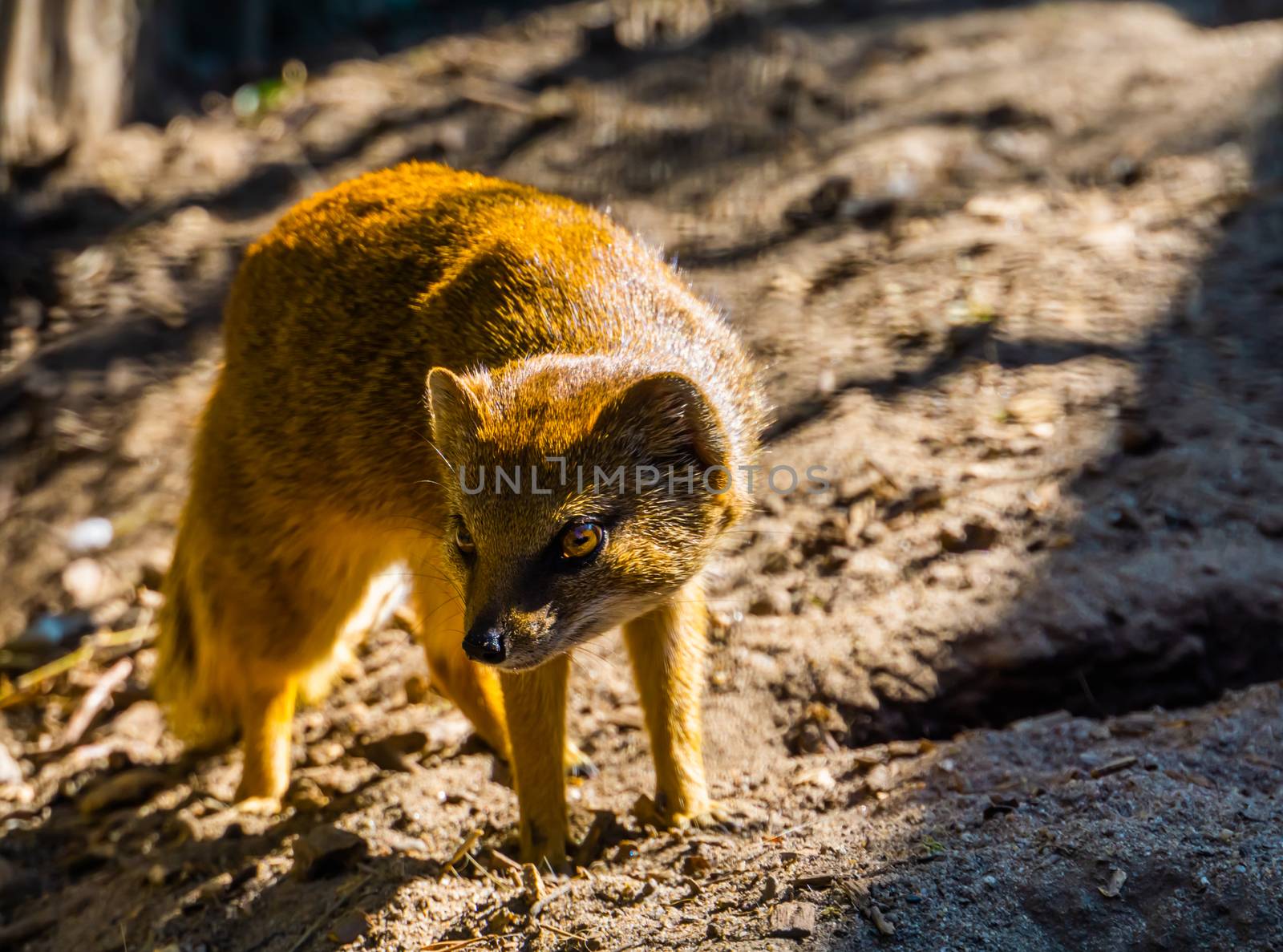 closeup portrait of a yellow mongoose, also known as the red meerkat, tropical animal specie from Africa by charlottebleijenberg