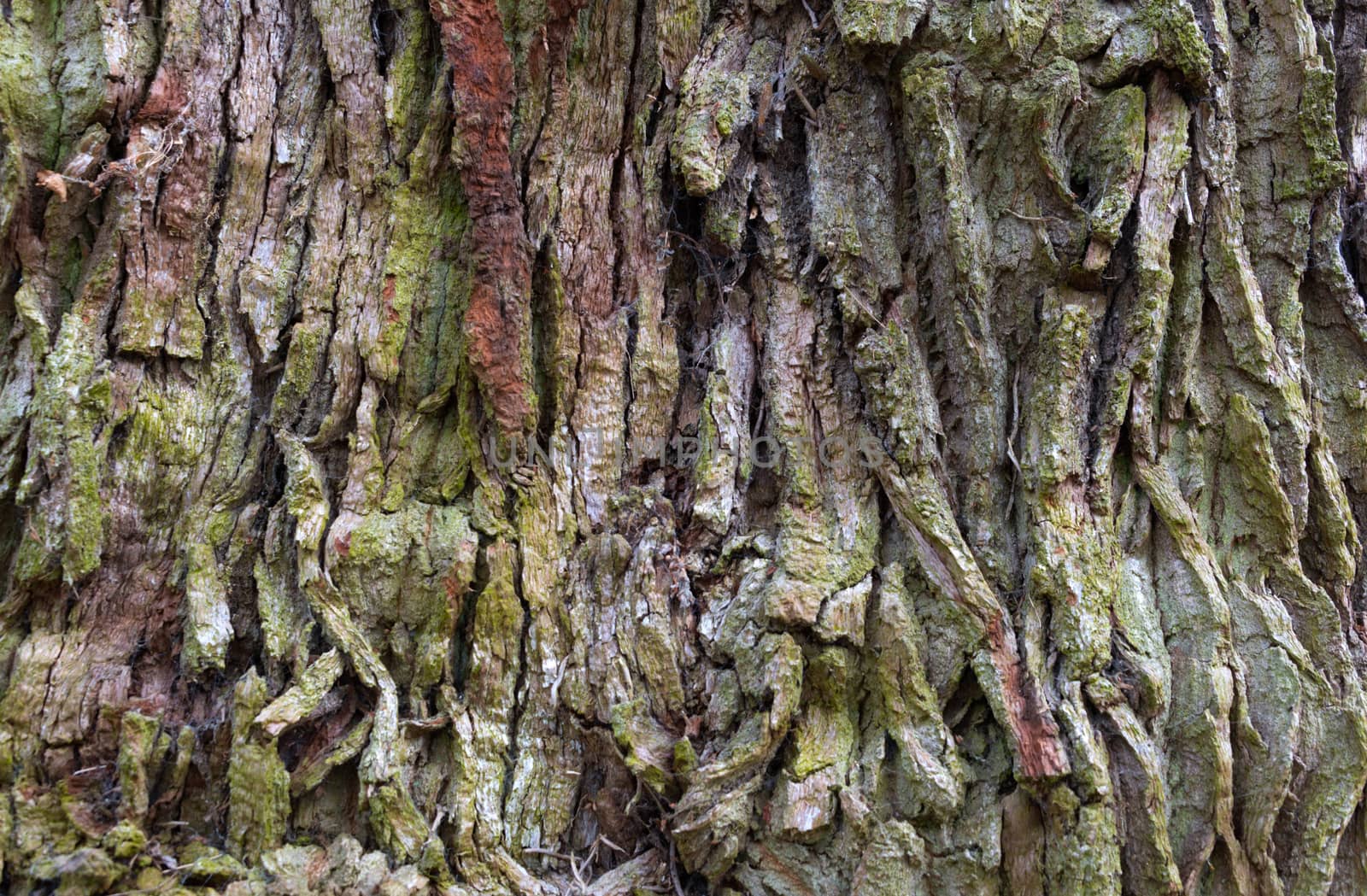Tree Bark Pattern