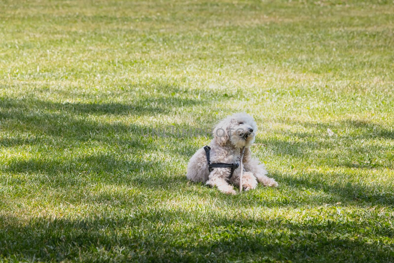 little white poodle dog playing in the grass with a stick by AtlanticEUROSTOXX