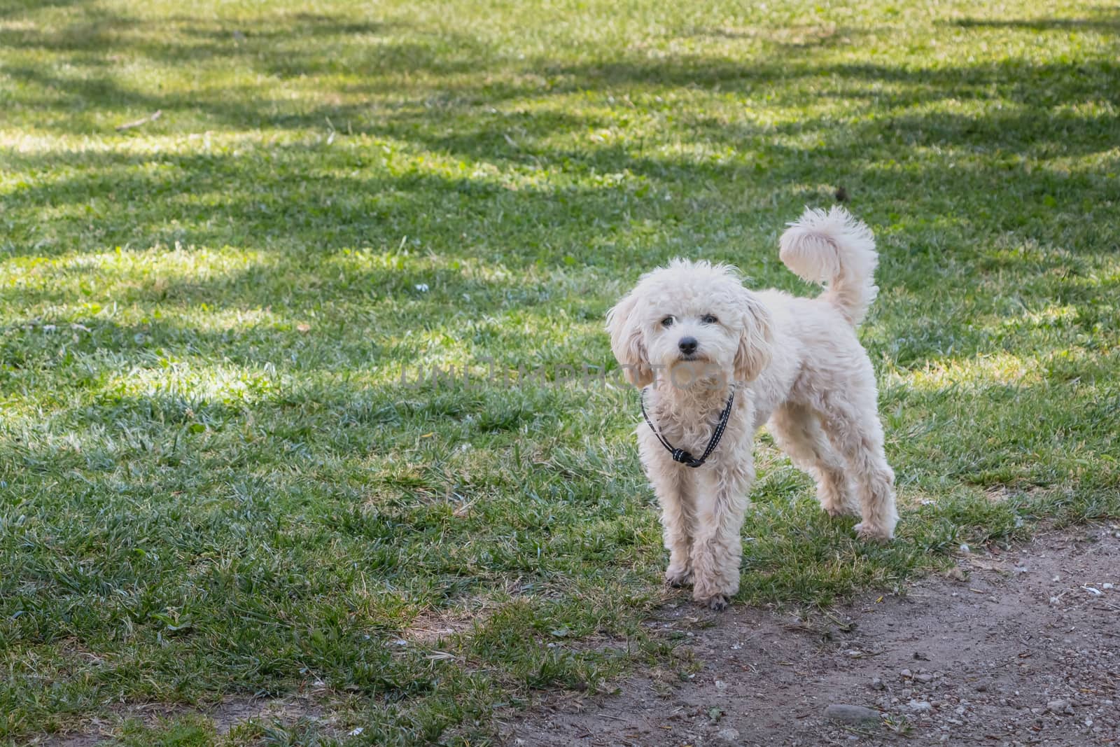 little white poodle dog standing in green grass in Portugal