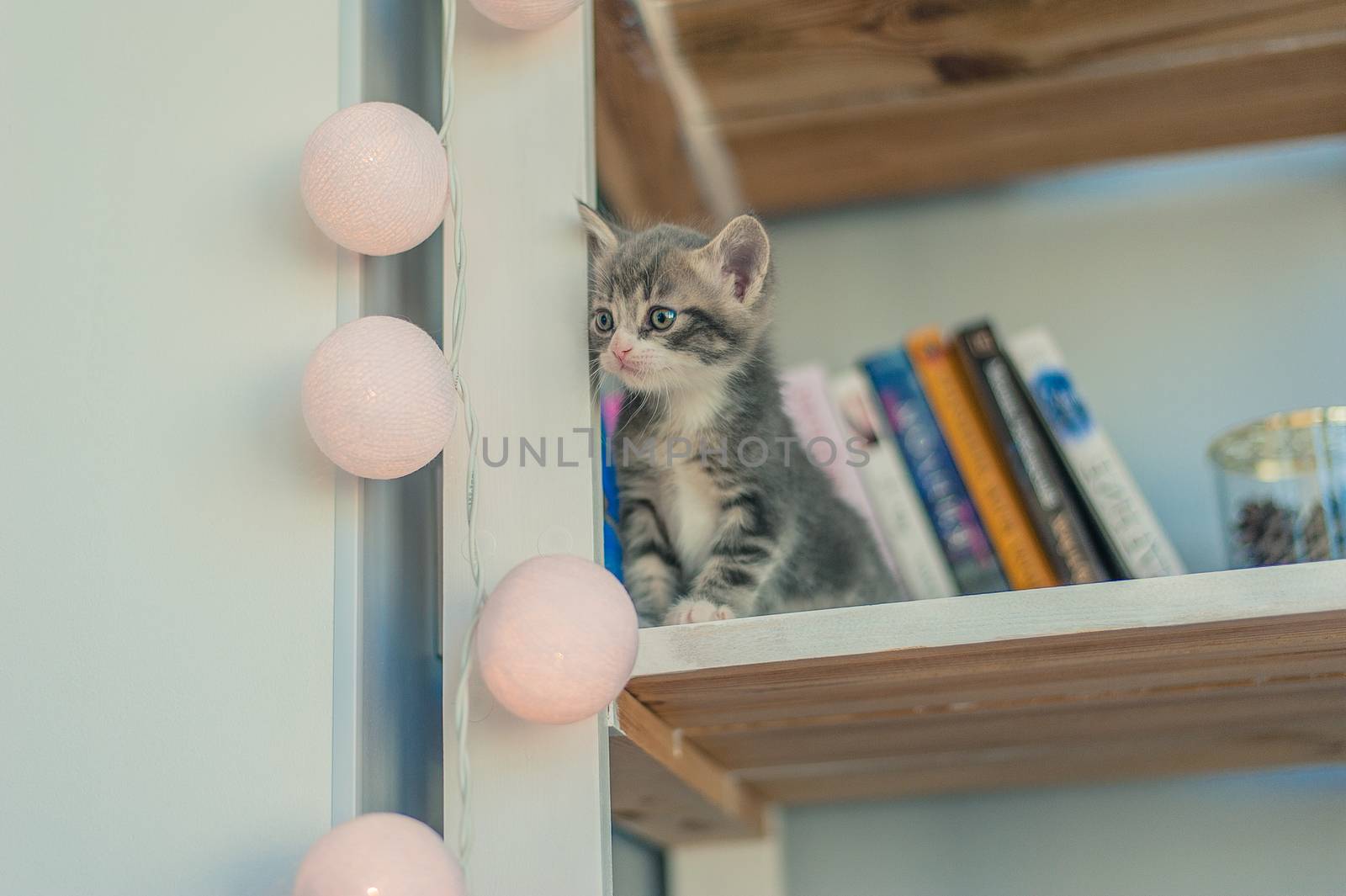 little gray kitten sits on a bookshelf with a garland of light bulbs