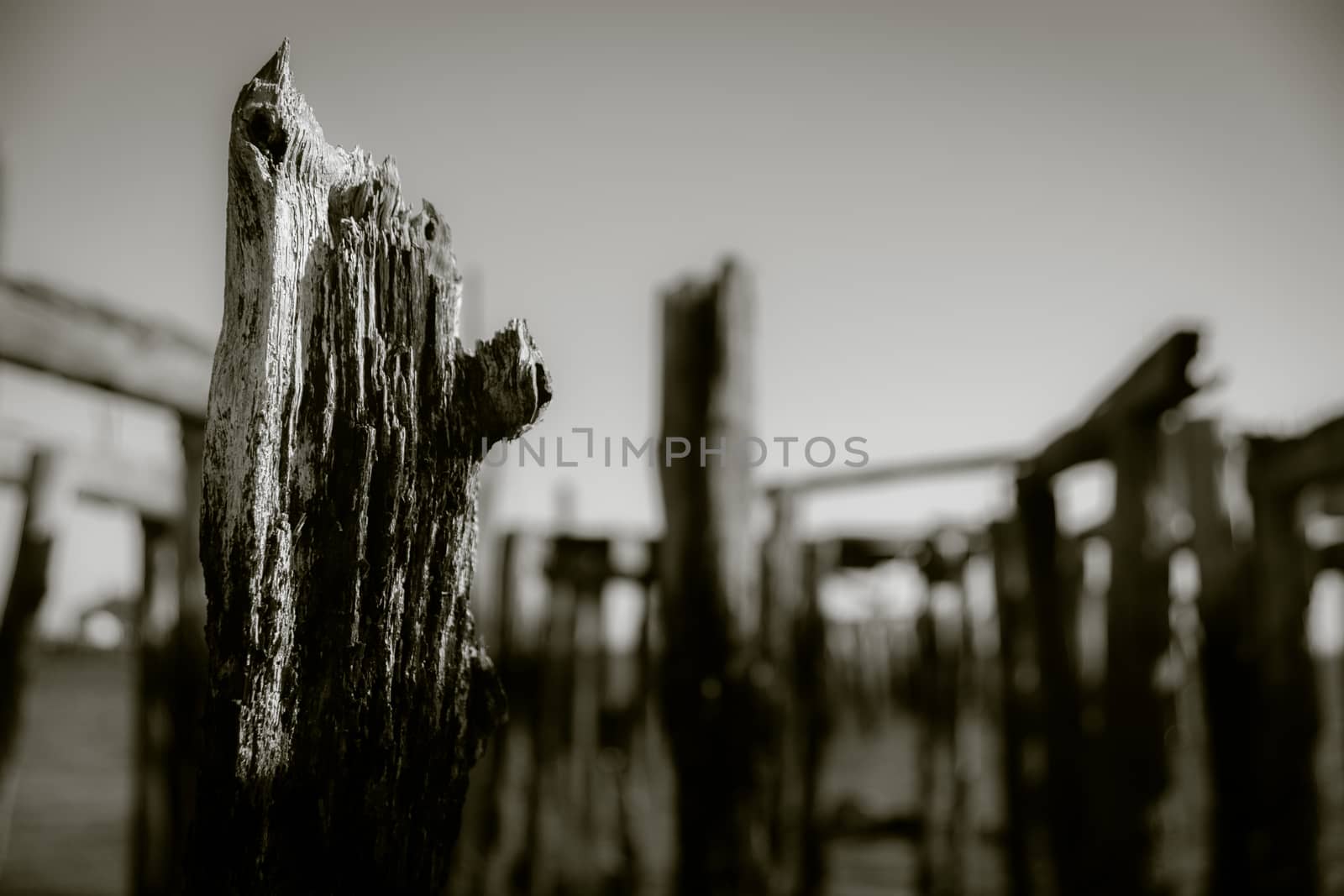 Weathered old wharf poles with focus on foreground and blurry ba by brians101