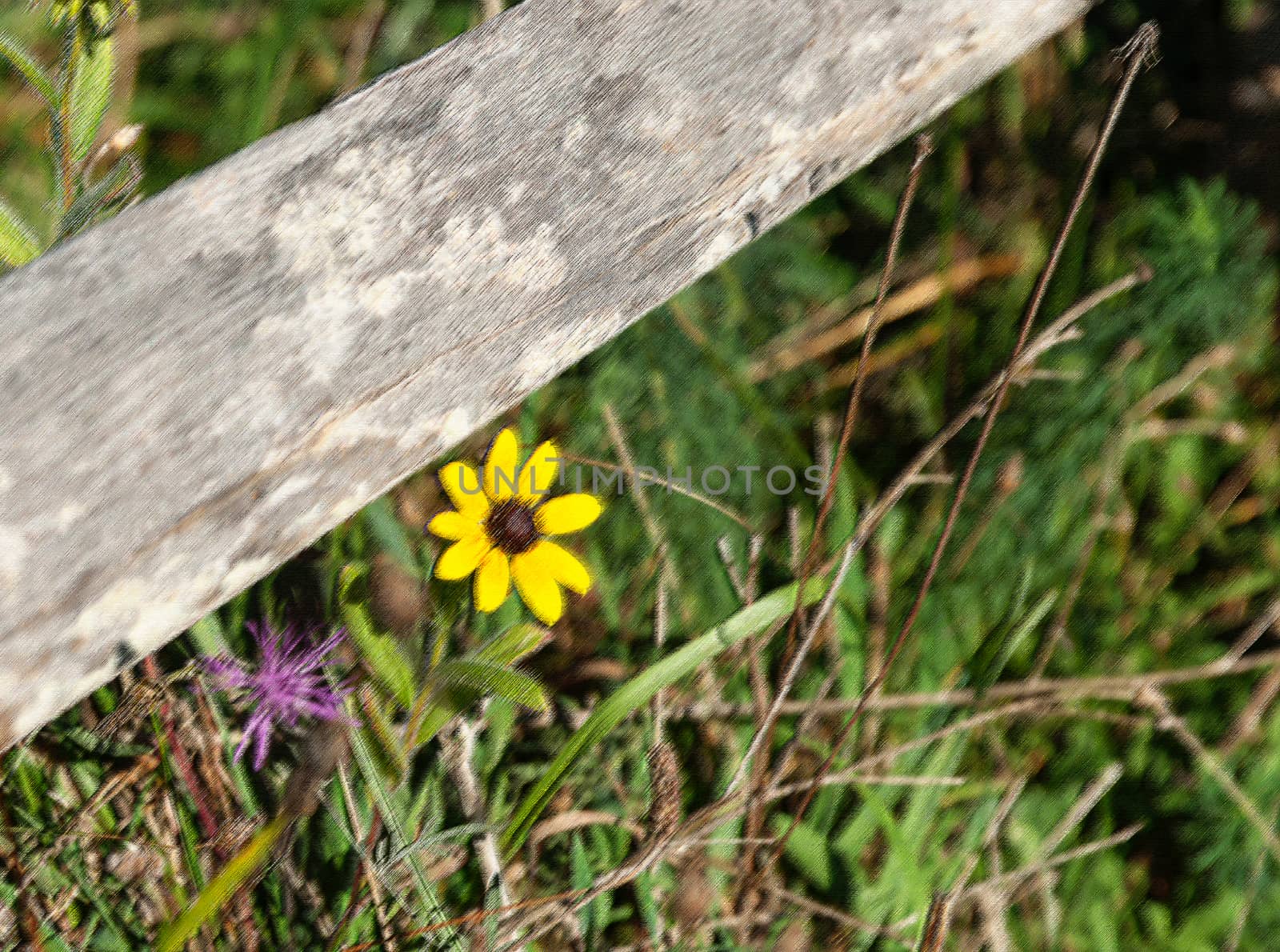Bright yellow flower in field under rustic wooden fence rail by brians101
