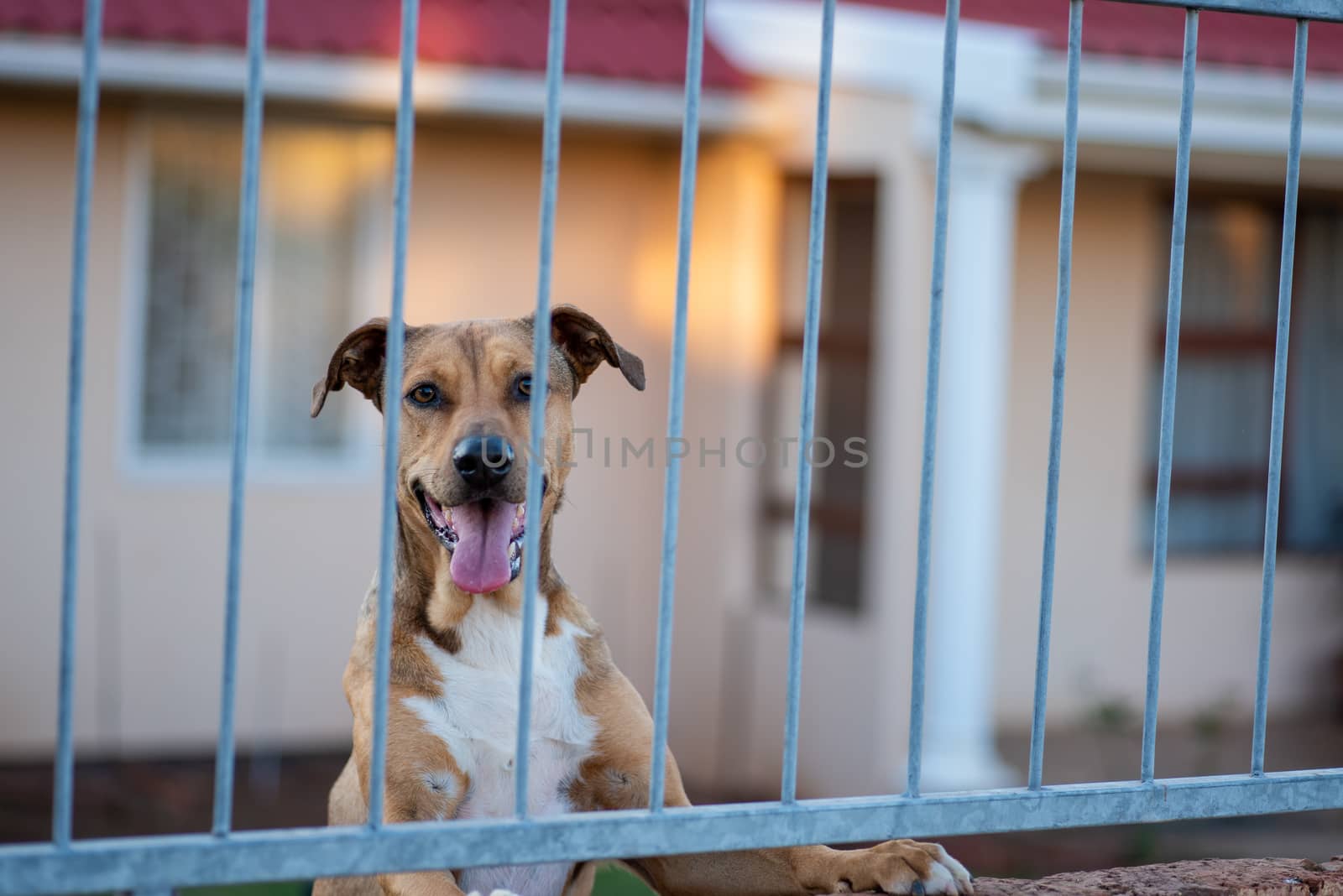 Portrait of dog with tongue out staring through fence