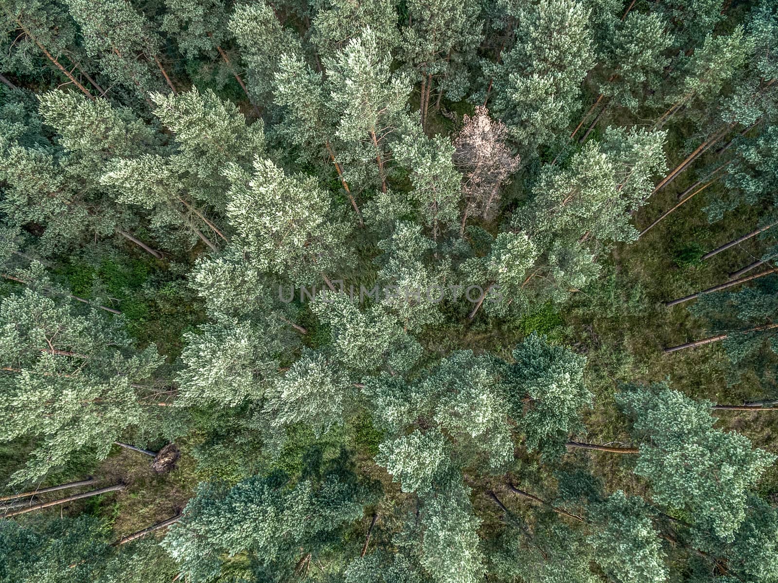 Coniferous forest, aerial photo with the copter, vertically down, abstract effect