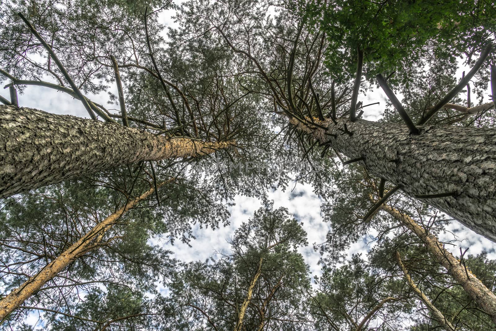 Abstract picture of two pines, vertically upwards taken up