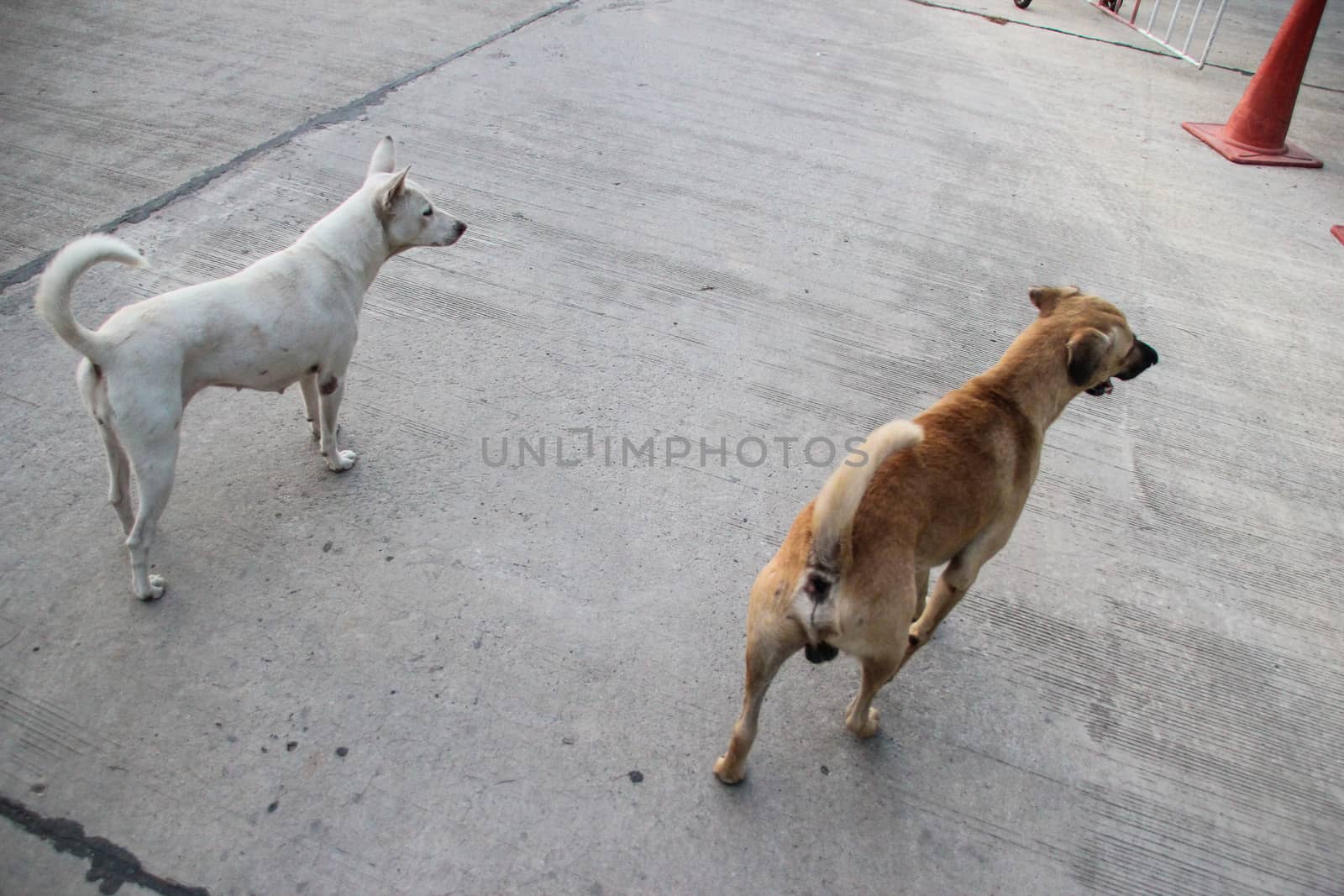 Two dogs are on the floor. by suthipong