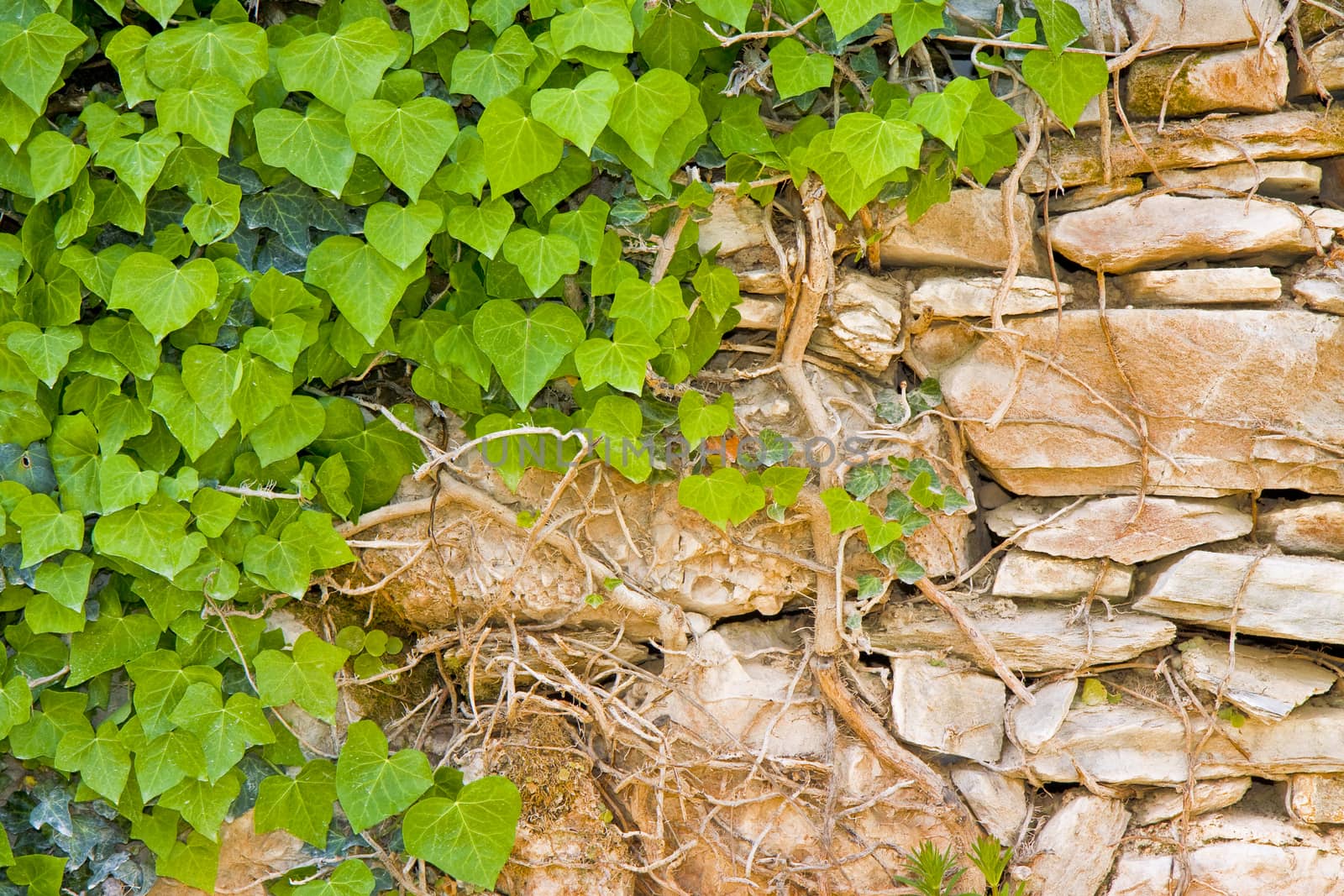 Old stone wall covered with fresh green ivy.