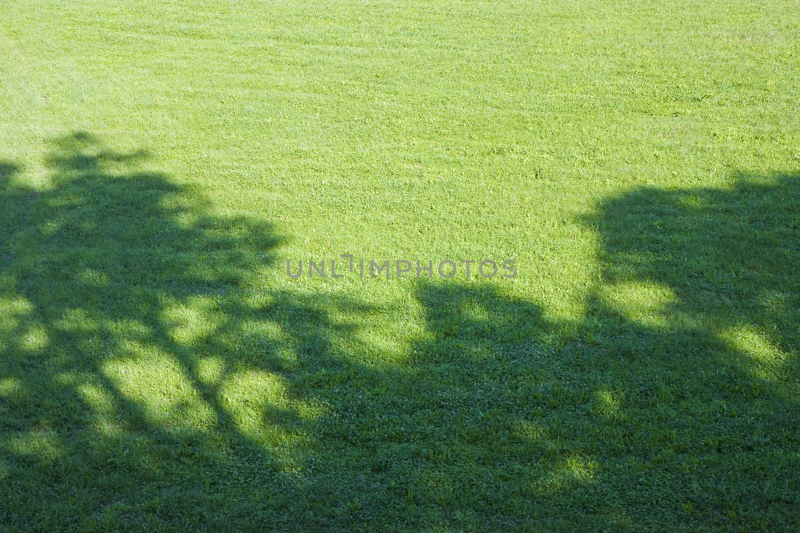 Green mowed lawn with tree shadow by FrancescoScatena