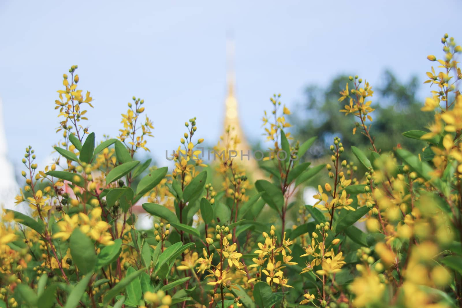 NAN,THAILAND - JULY 19,2016  : WAT Phra That Chae Haeng.