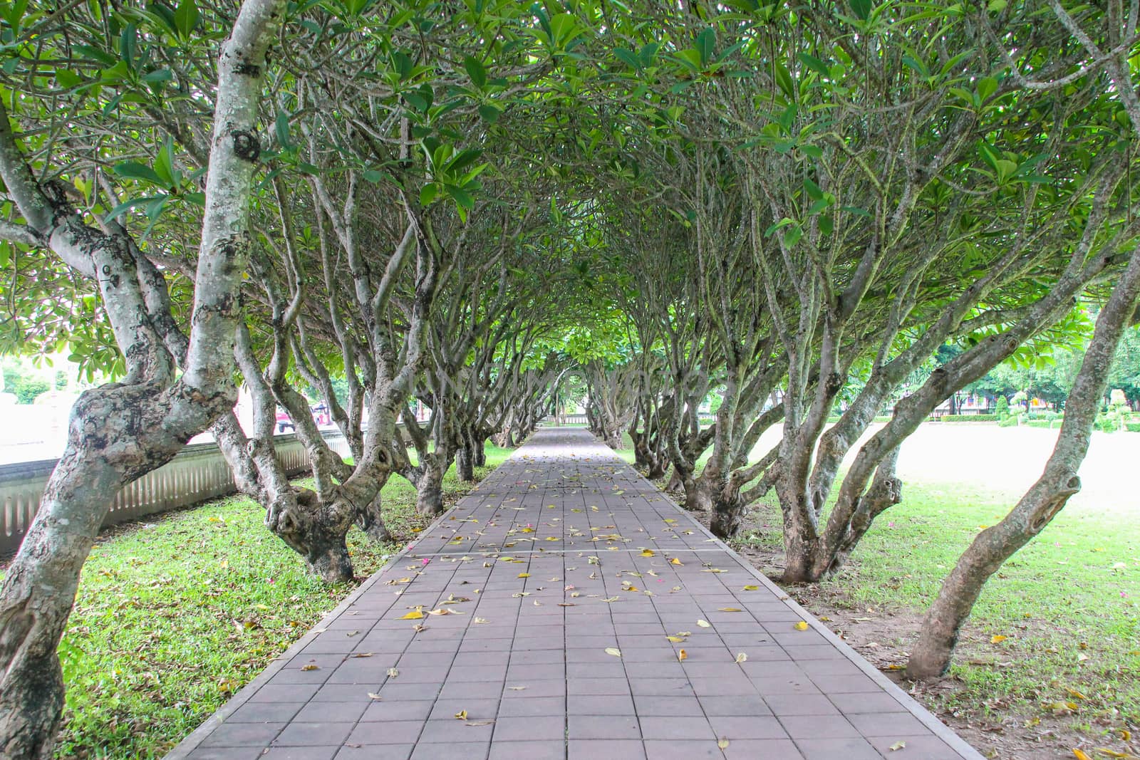 Leelawadee Tunnel , Nan National Museum
Mueang District, Nan Province thailand.