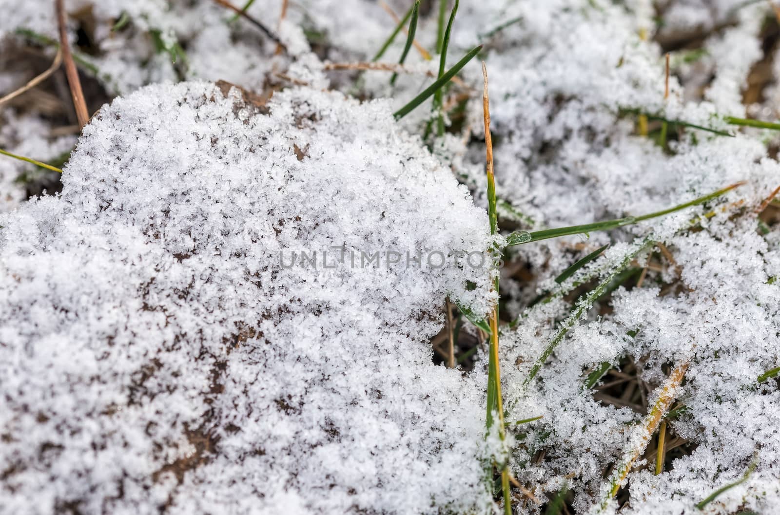 Grass and snow by MaxalTamor