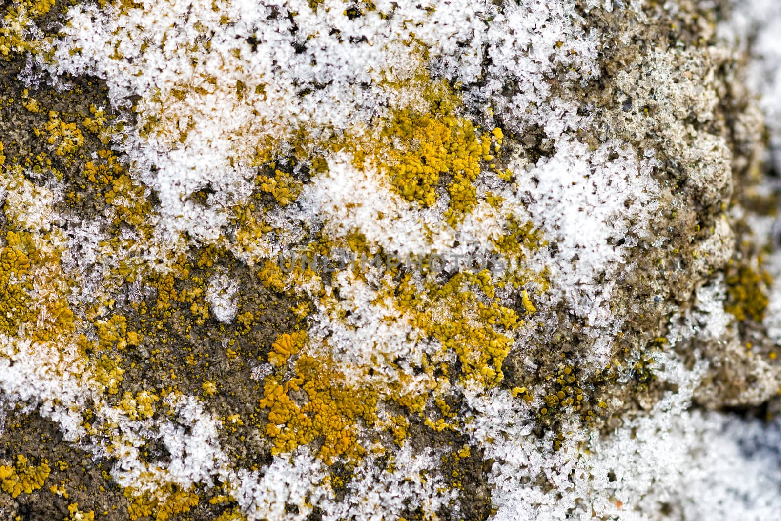 Texture of Lichen and Snow Crystal on an old wall during the cold winter