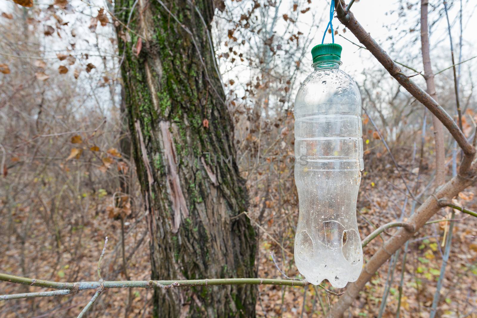 Plastic bottle, in the tree, used as feeder for birds in winter