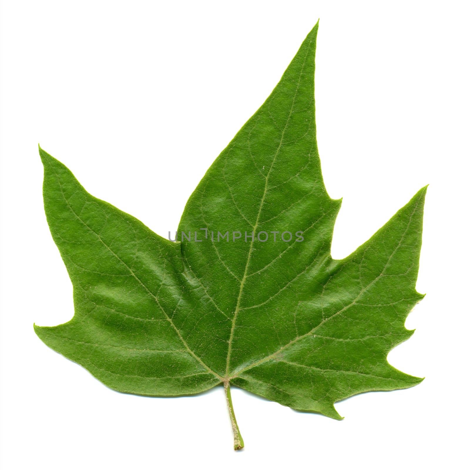 front side of plane (Platanus) aka Sycamore tree leaf isolated over white background