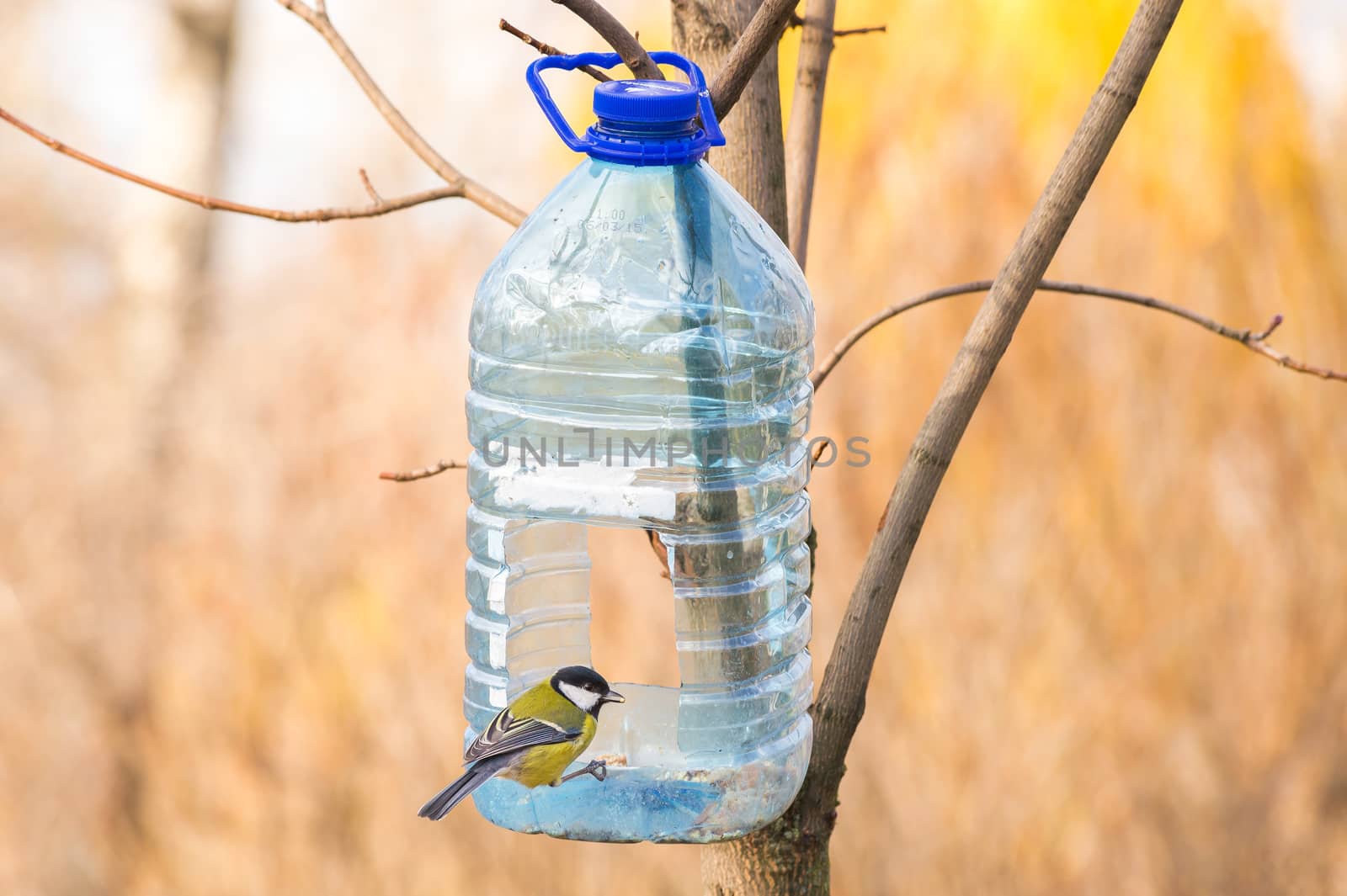 Big plastic bottle used as feeder for birds in winter. A yellow black and white Great Tit with a seed in the beak is perched on the aperture