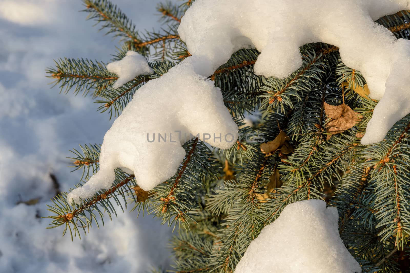 Snow on a Fir Branch by MaxalTamor