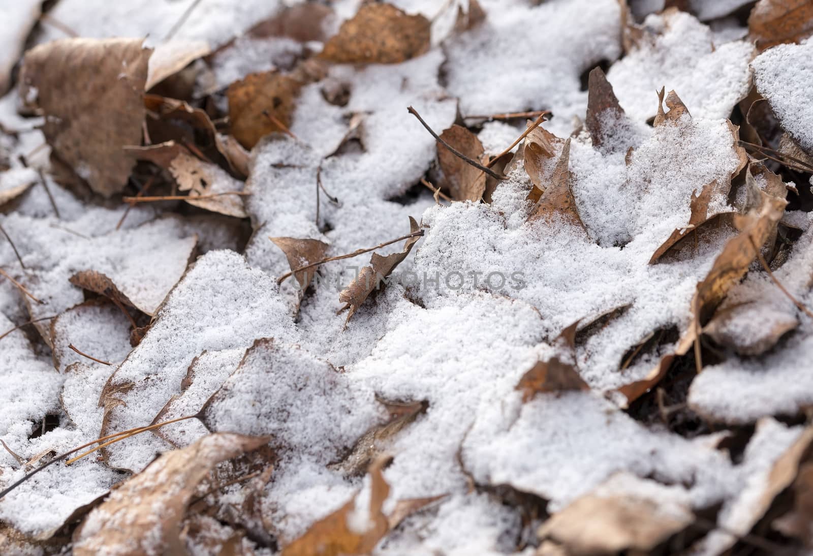 Dry Leaves and Snow by MaxalTamor