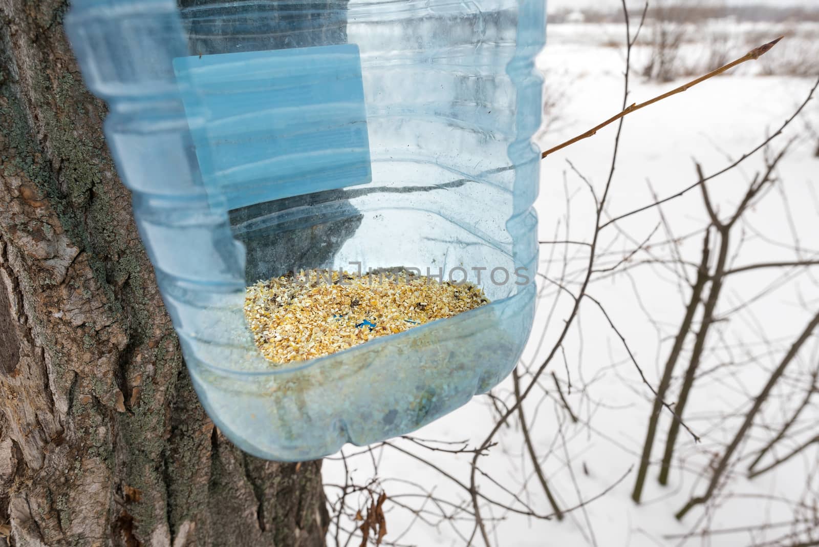 Food as seeds and grains in a bottle transformed in a bird feeder. Seen from a bird point of view