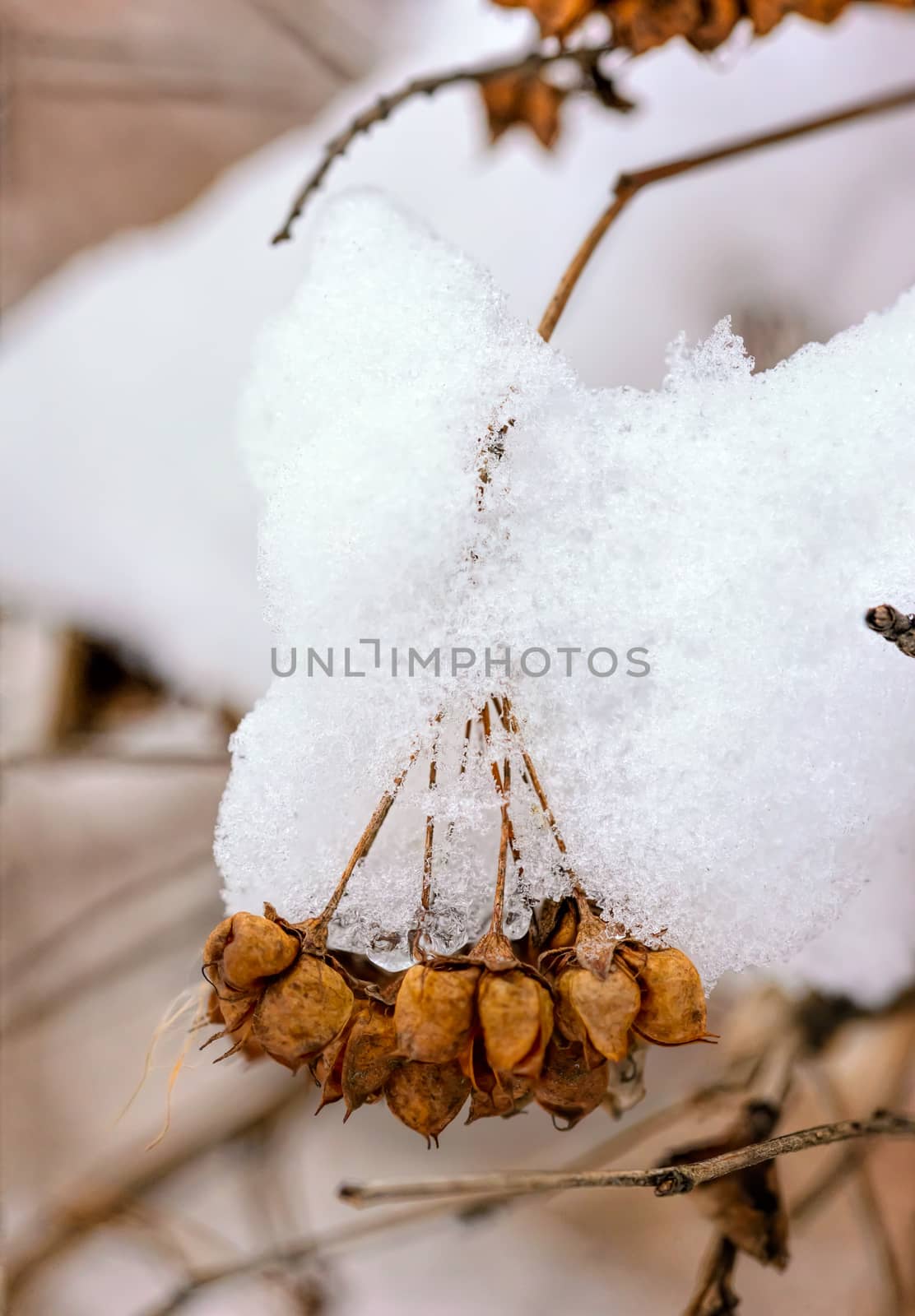 Snow on Seeds in their Pods by MaxalTamor